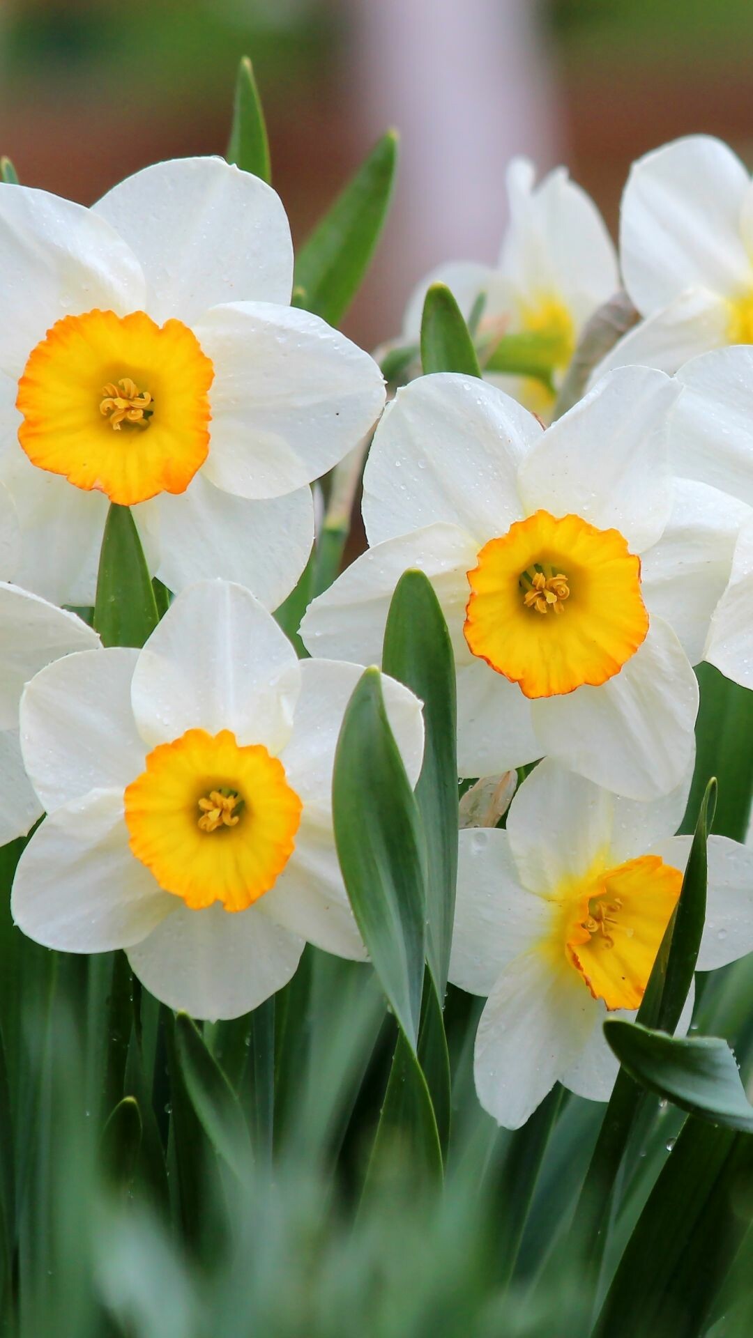 Daffodil flowers, Beautiful flors, Nature's delight, Floral elegance, 1080x1920 Full HD Phone