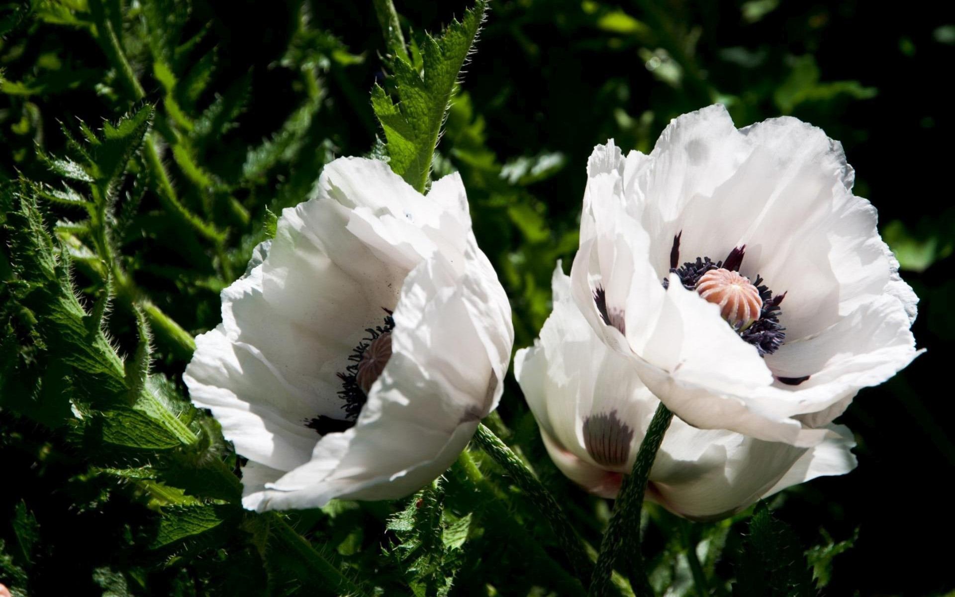 White Poppy, Stunning natural wallpaper, Free download, Jooinn, 1920x1200 HD Desktop