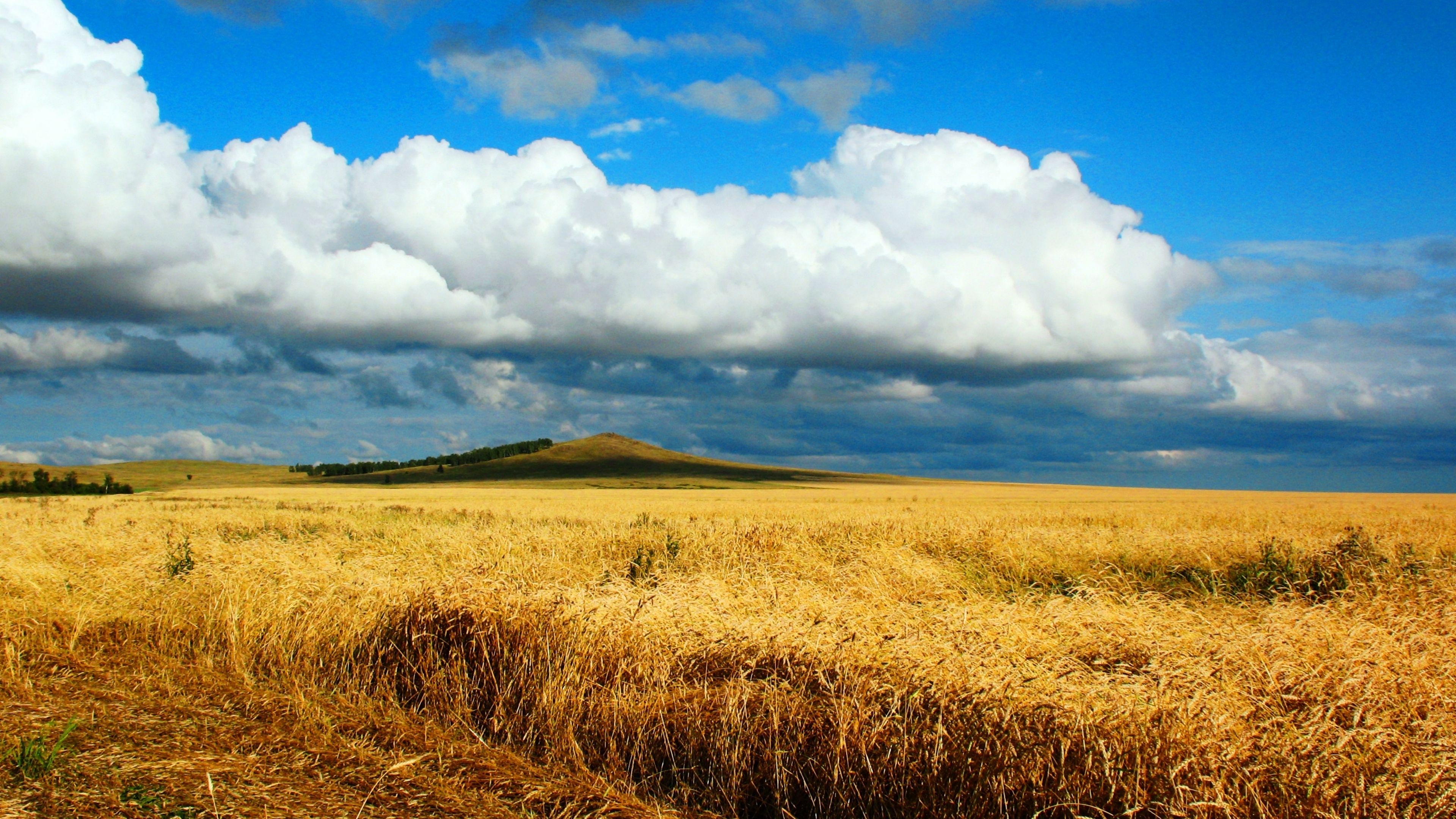 Field wheat autumn cleaning, 3840x2160 4K Desktop