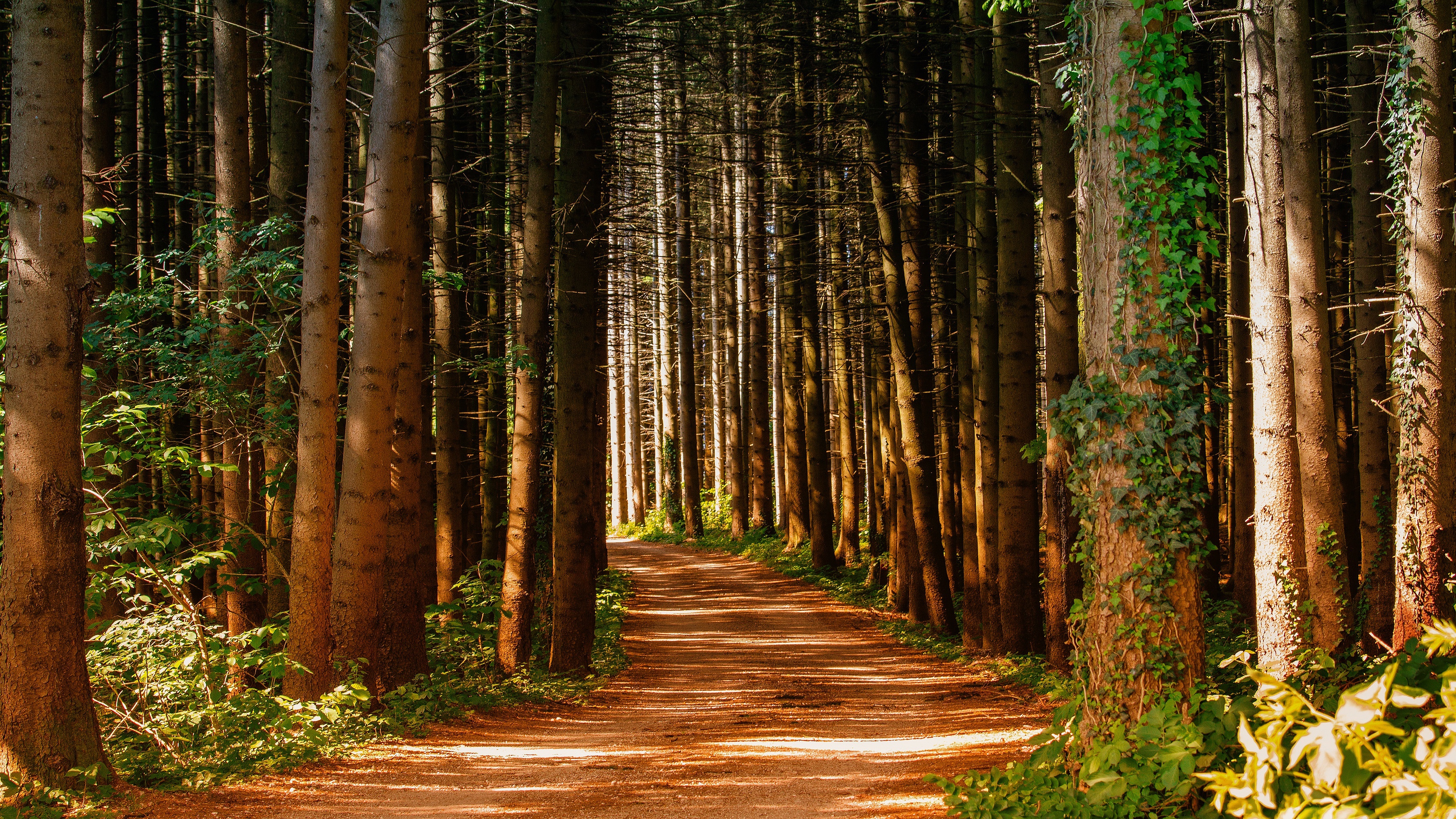 Forest path, Pine Trees Wallpaper, 3840x2160 4K Desktop