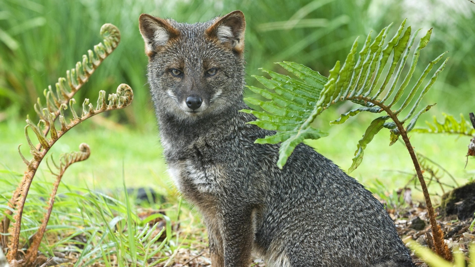 Gray Fox, Christopher Sellers's wallpaper, Cunning and agile creature, Majestic gray coat, 1920x1080 Full HD Desktop