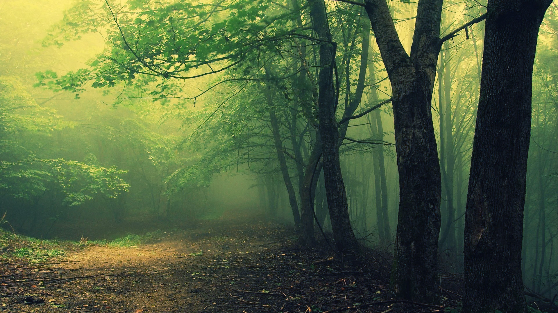 Hoia Baciu Woods, Haunted Forest Wallpaper, 1920x1080 Full HD Desktop