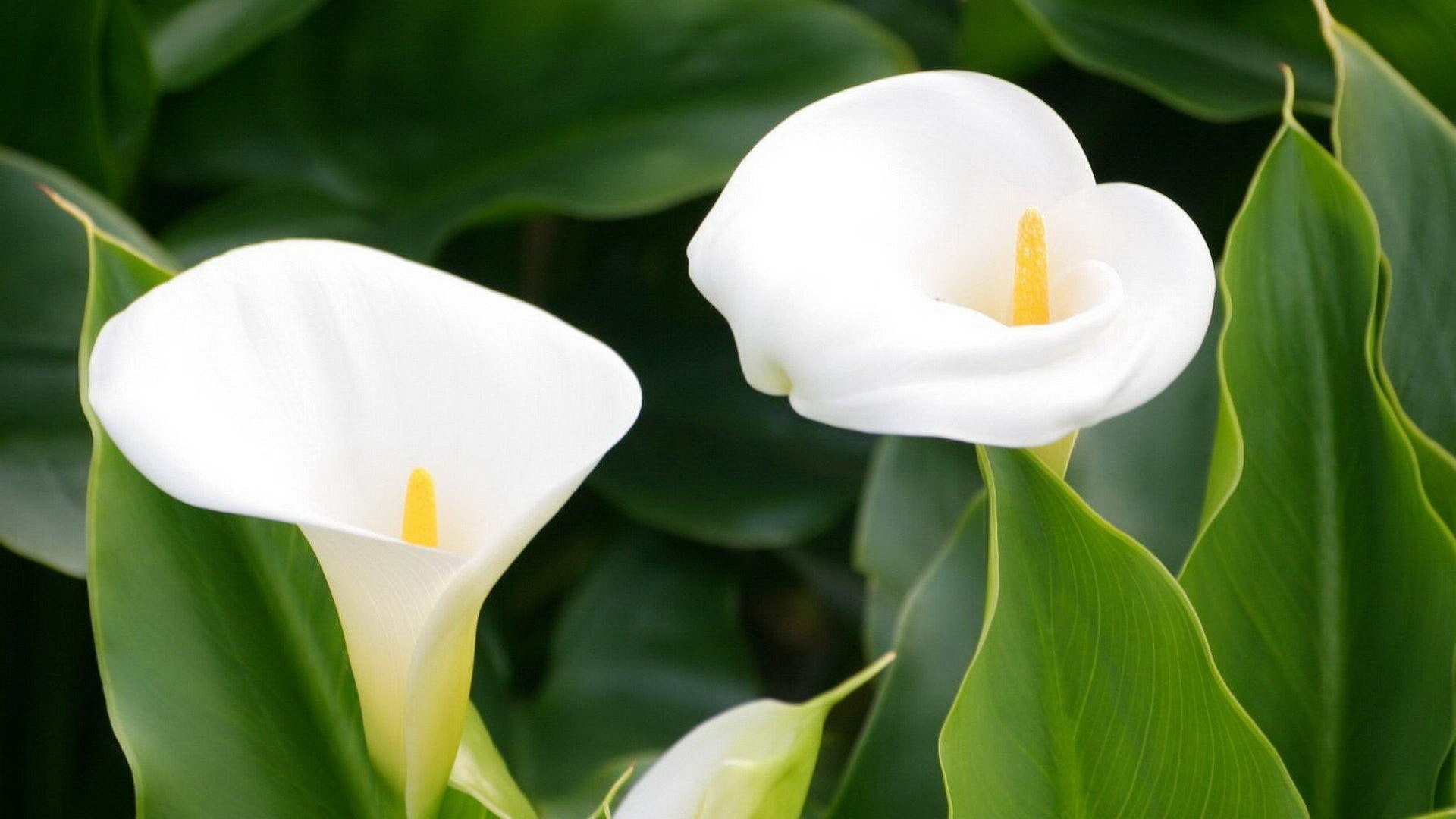 Calla Lily, Fresh lilies, Eye-catching flowers, XFCE desktop beauty, 1920x1080 Full HD Desktop