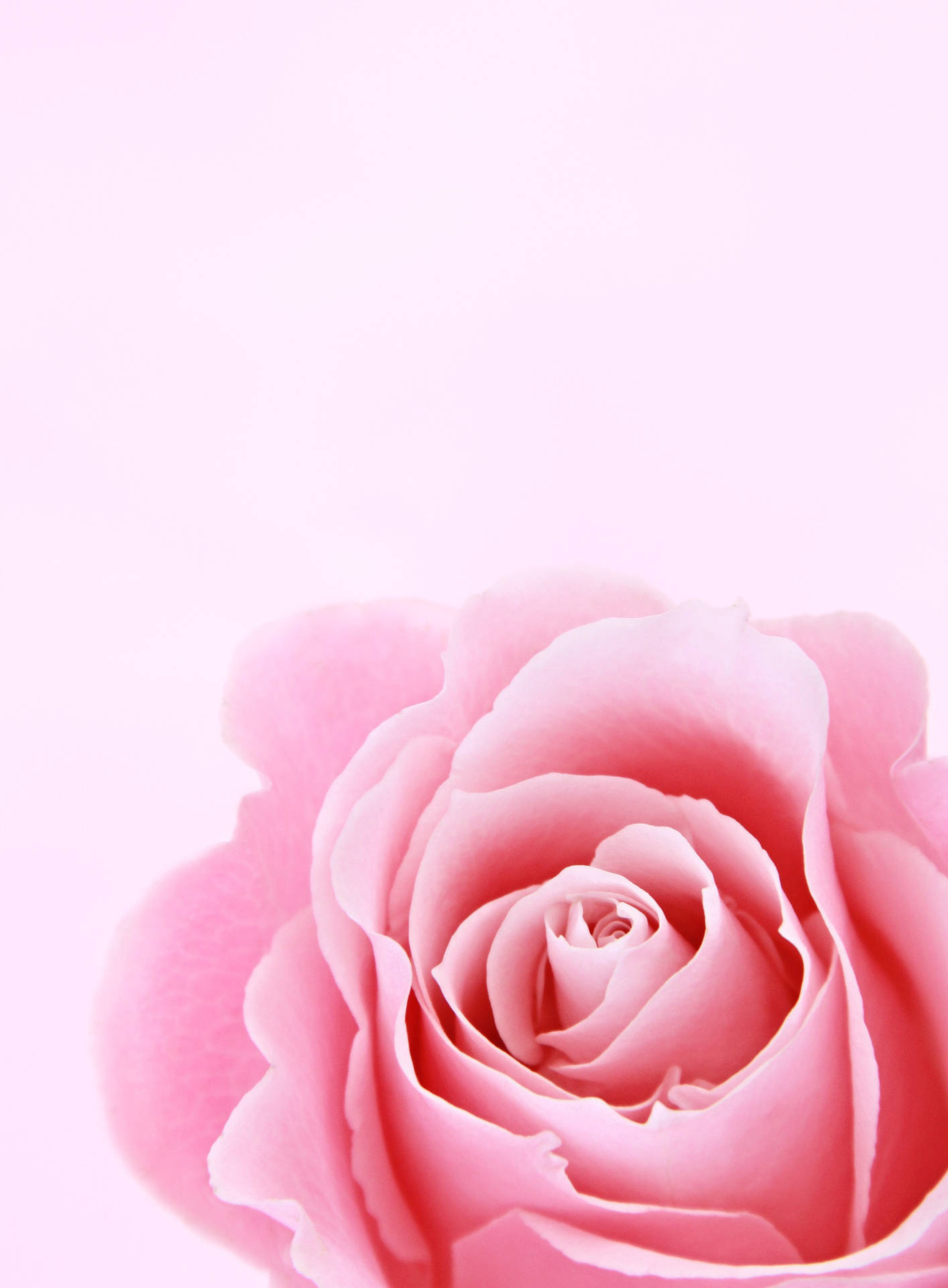 Rose, For Lock Screen Wallpaper, 1420x1920 HD Phone