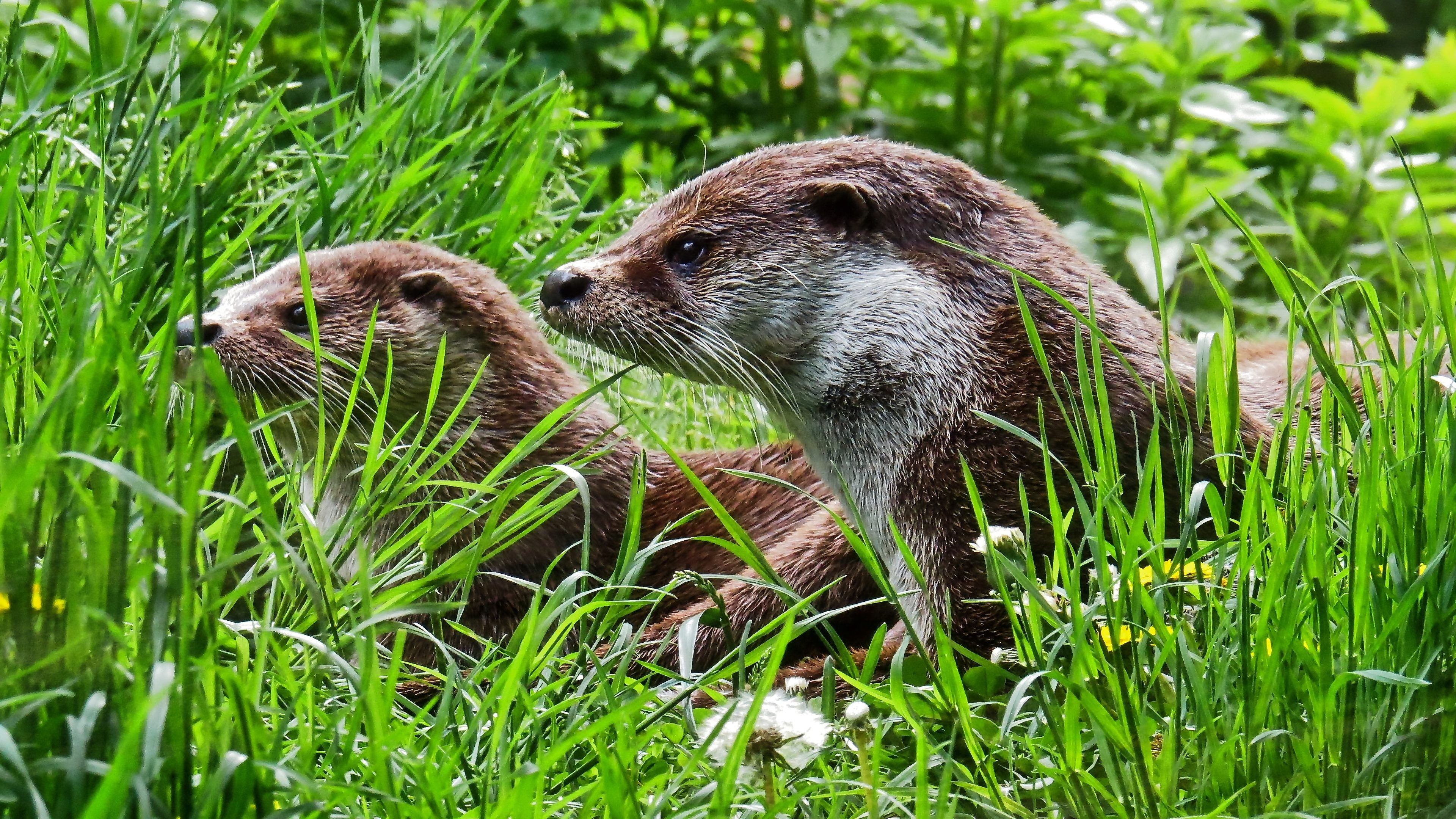 Nature animal wallpapers, Otter, Forest habitat, Wildlife, 3840x2160 4K Desktop