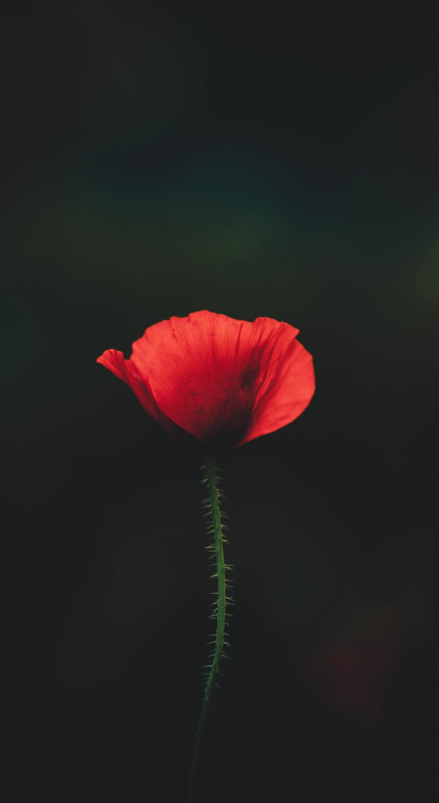 Intense red poppy, Close-up portrait, Stunning floral beauty, Nature's radiant wonder, 1440x2630 HD Phone