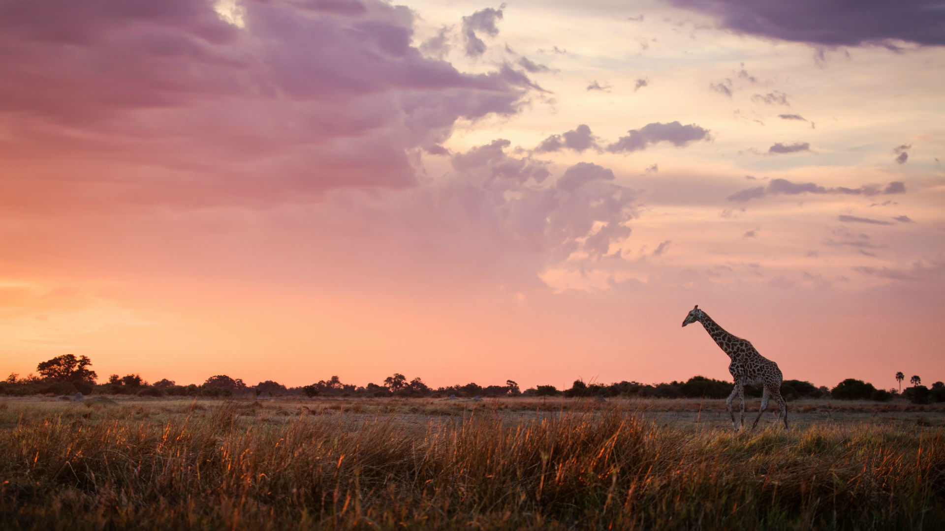 Maasai Mara, Game reserve safari, Kenya African safari, Wildlife adventure, 1920x1080 Full HD Desktop