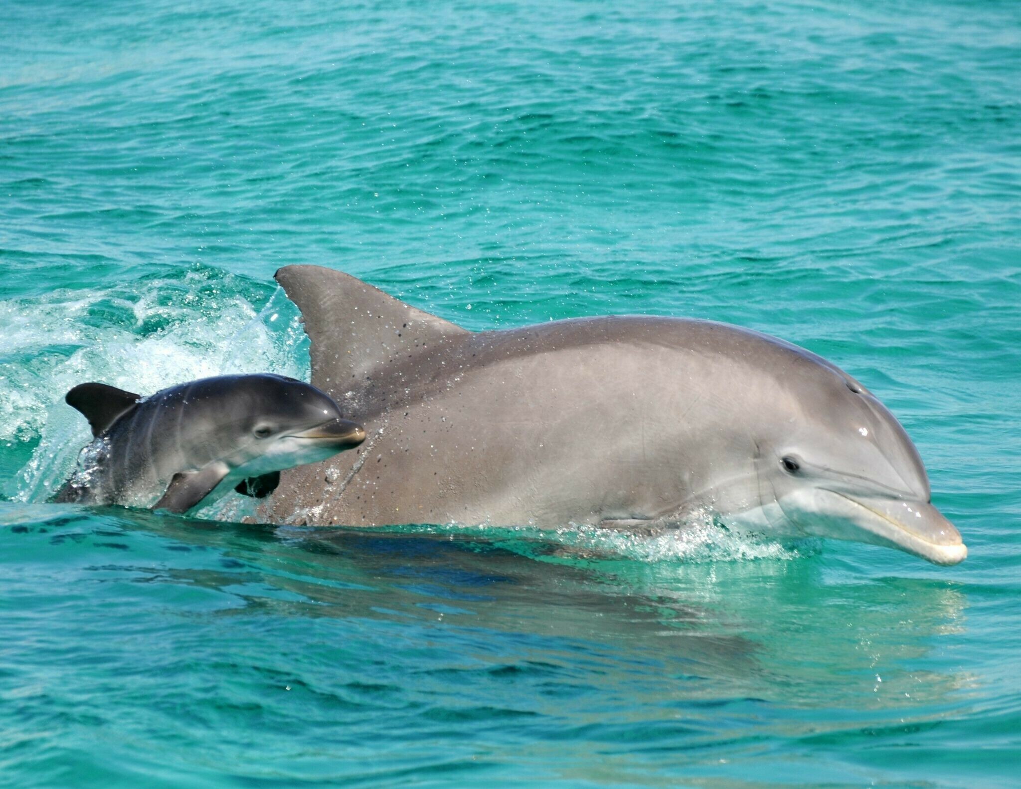 Baby dolphin wallpapers, Cute marine creatures, High-quality images, Mobile and desktop backgrounds, 2050x1590 HD Desktop