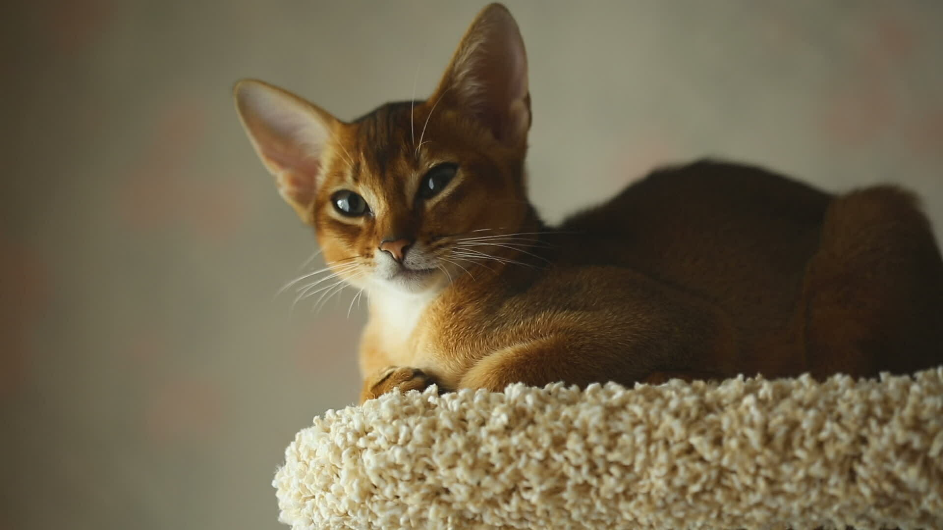 Abyssinian Kitten, Adorable playfulness, Curious eyes, Lively energy, 1920x1080 Full HD Desktop