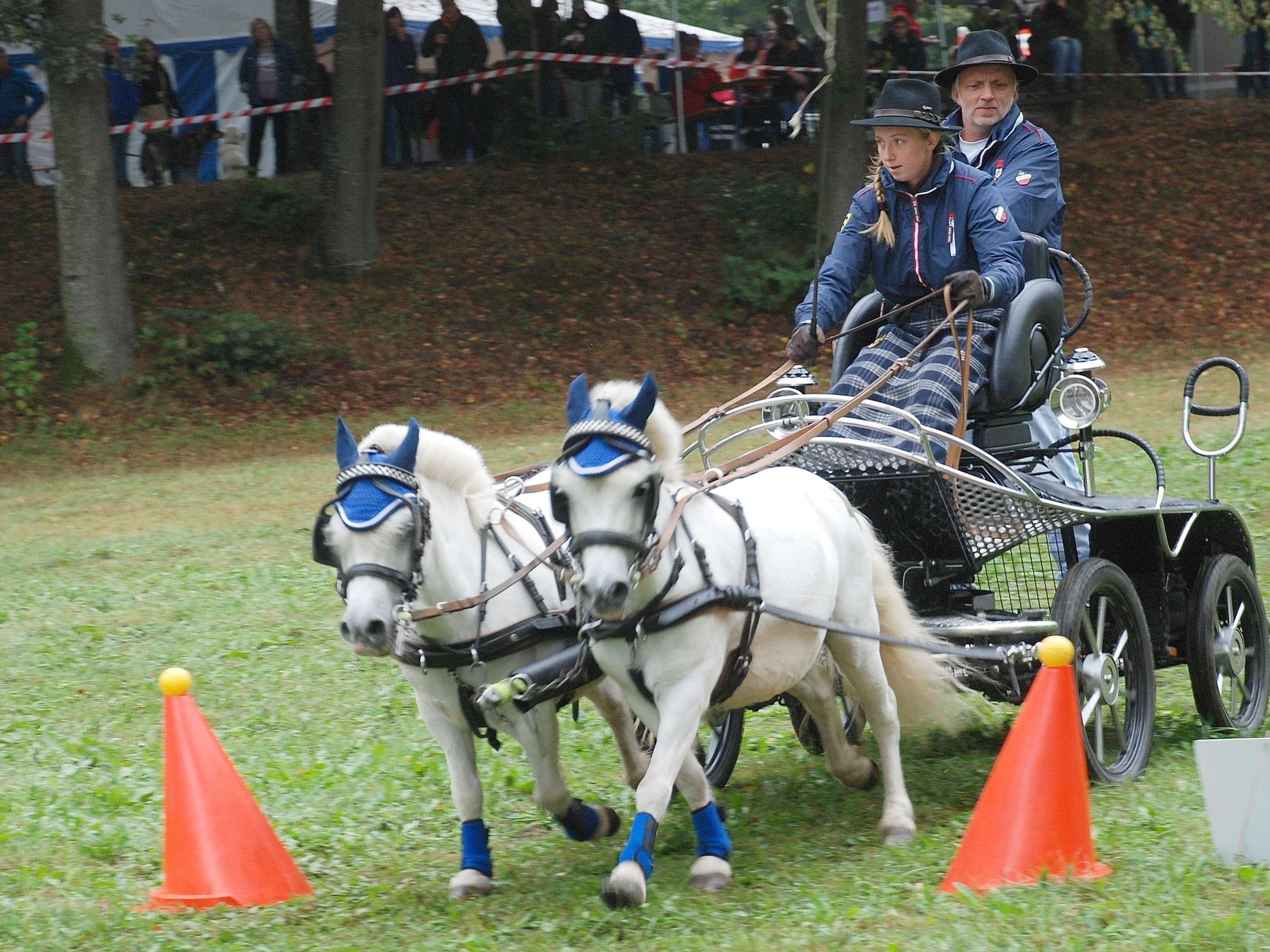 Carriage driving sport, Kutschen und Gespanne, Turnier in Mickhausen, Memmingen, 2400x1800 HD Desktop