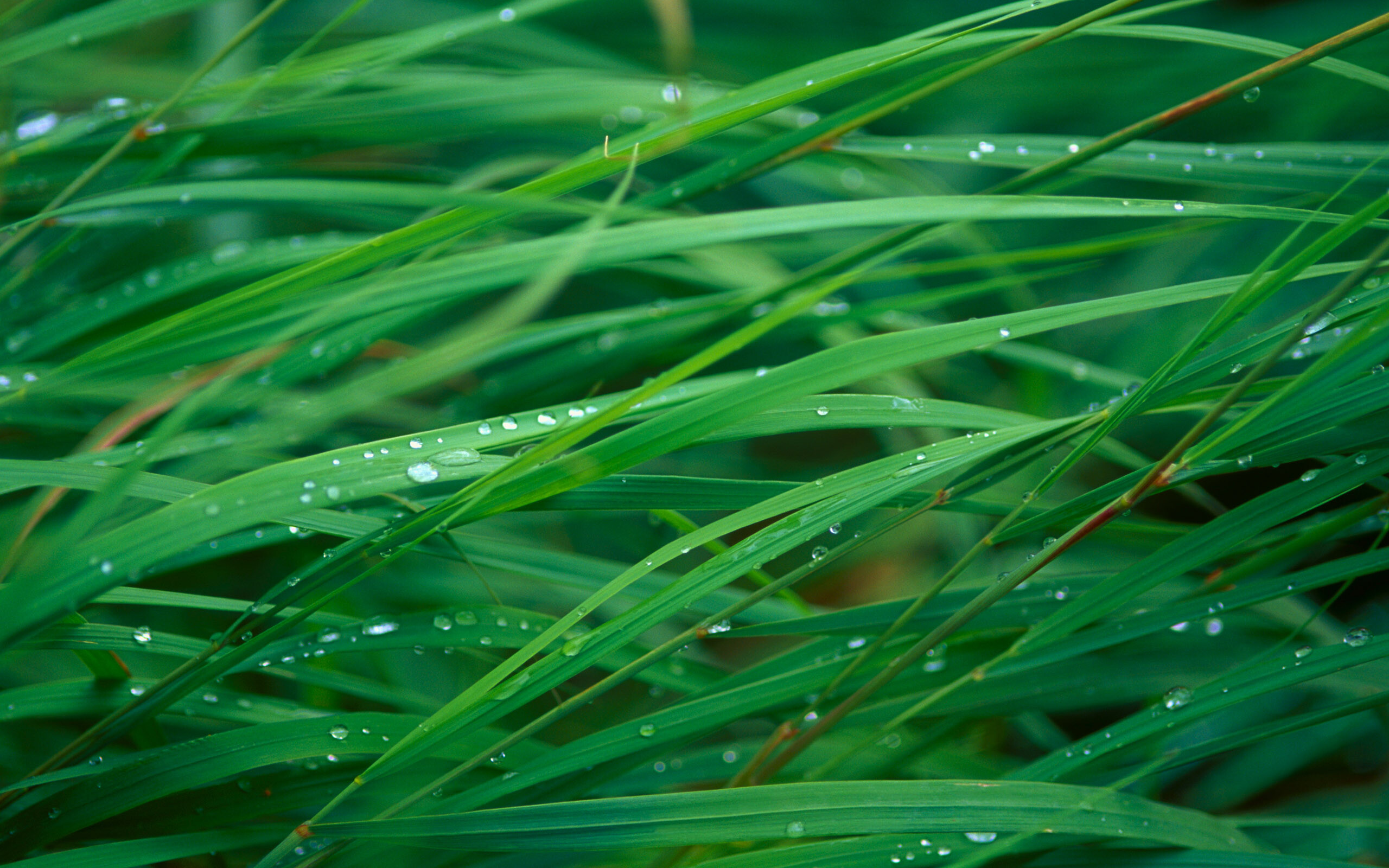 Grass, Go Green Wallpaper, 2560x1600 HD Desktop