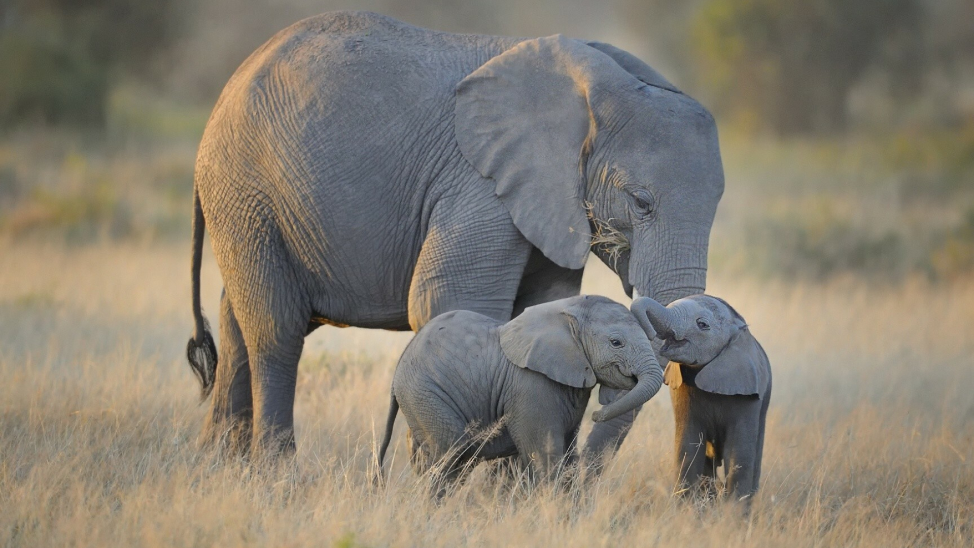 African elephant wallpapers, Wildlife photography, Natural beauty, Desktop backgrounds, 1920x1080 Full HD Desktop