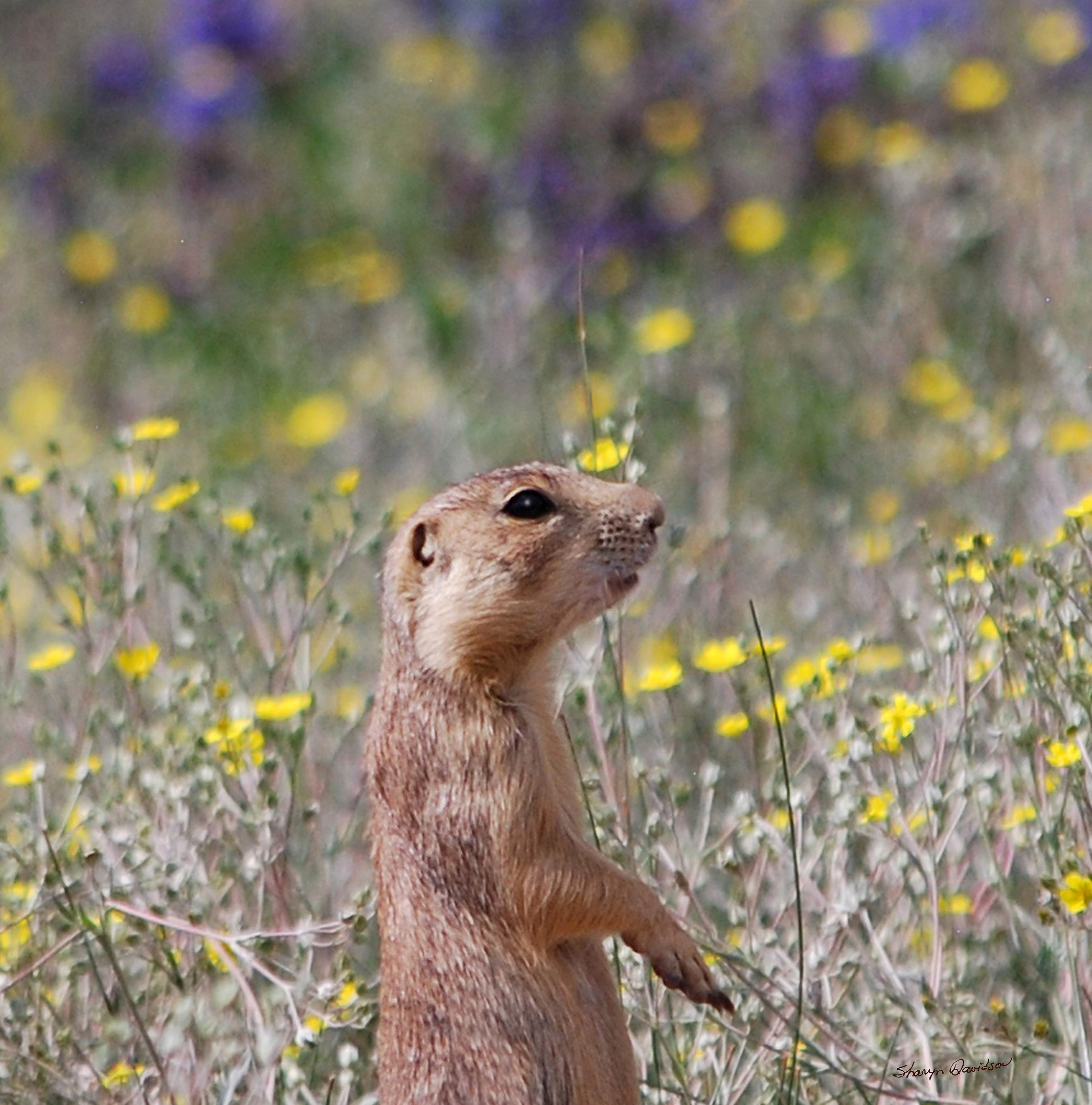 Happy Spring, Prairie Dog Pals, 2140x2170 HD Phone