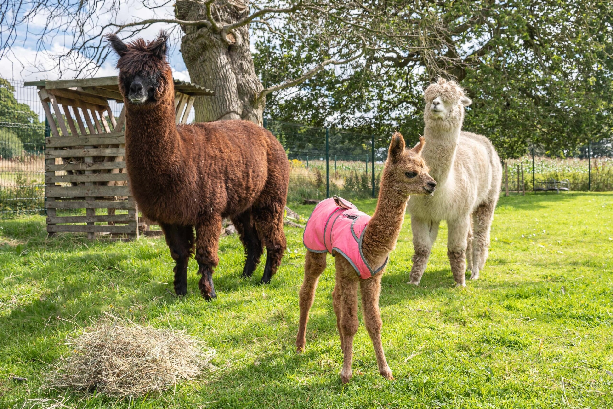 Family, Alpacas Wallpaper, 2560x1710 HD Desktop