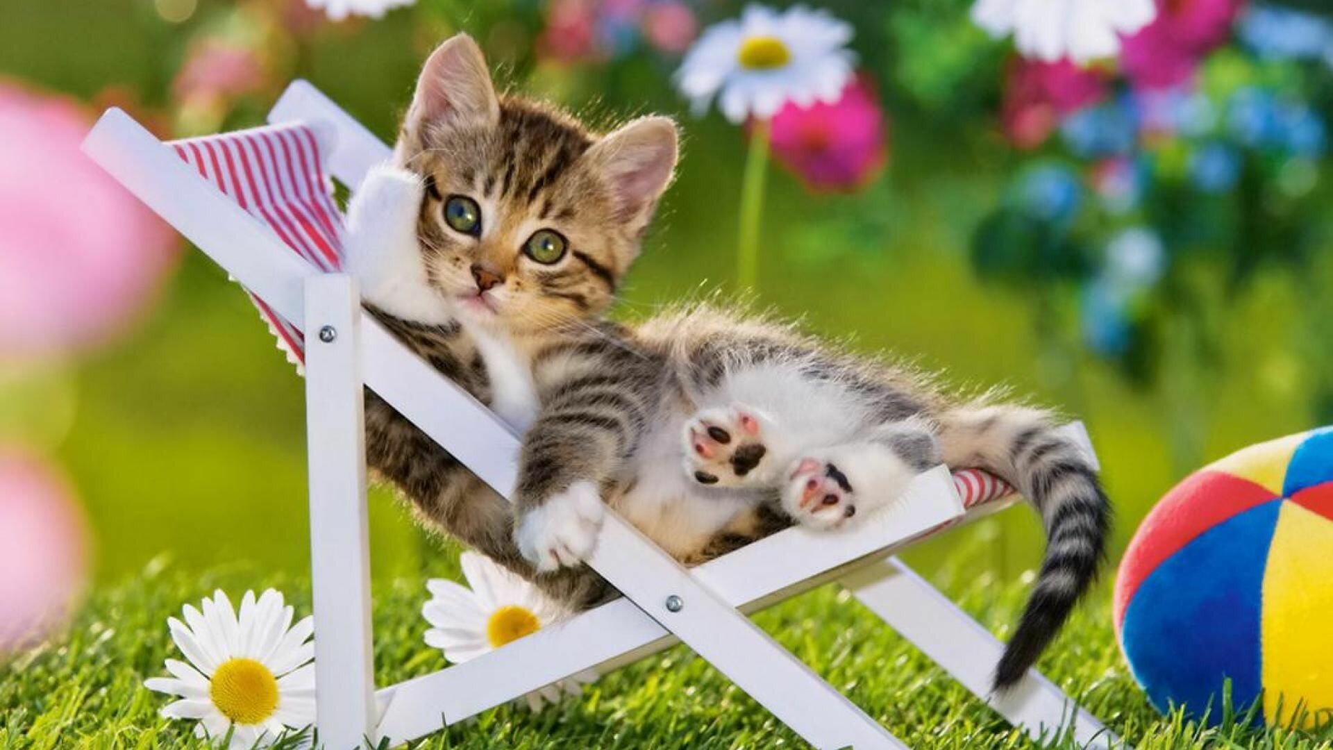 Adorable summer kittens, Playful feline companions, Sunny days, Cuteness overload, 1920x1080 Full HD Desktop