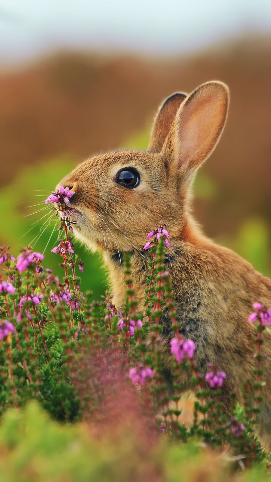 Bunny, Rabbit with flowers, Sony Xperia wallpaper, Beautiful animals, 1080x1920 Full HD Phone