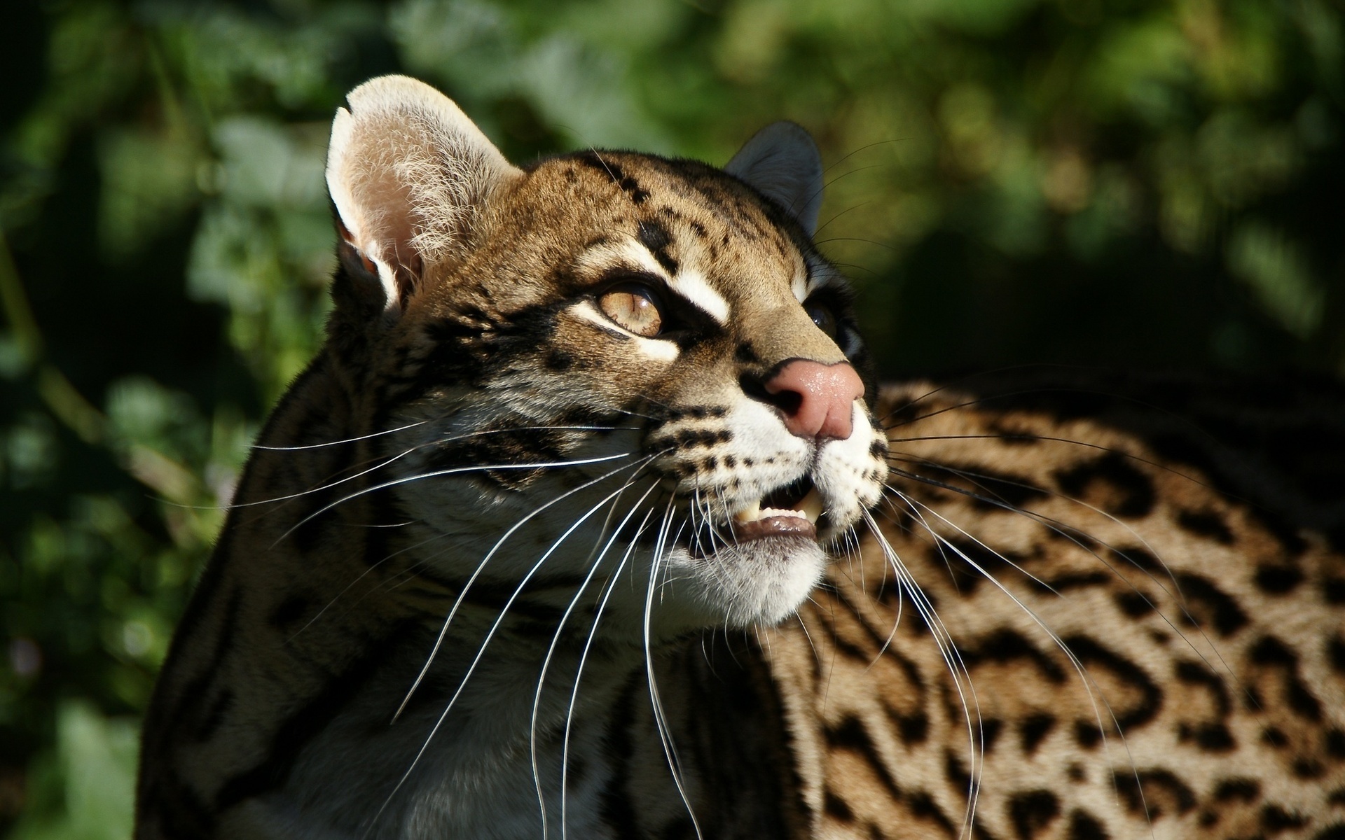 Ocelot wallpapers, Majestic predators, Jungle dwellers, Stealthy hunters, 1920x1200 HD Desktop