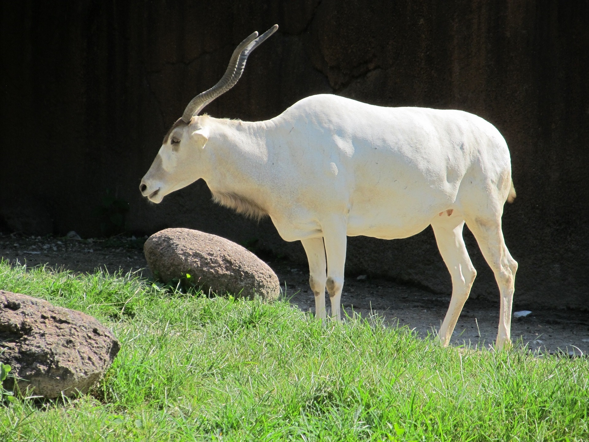 White addax animal, jungle nature, 1920x1440 HD Desktop