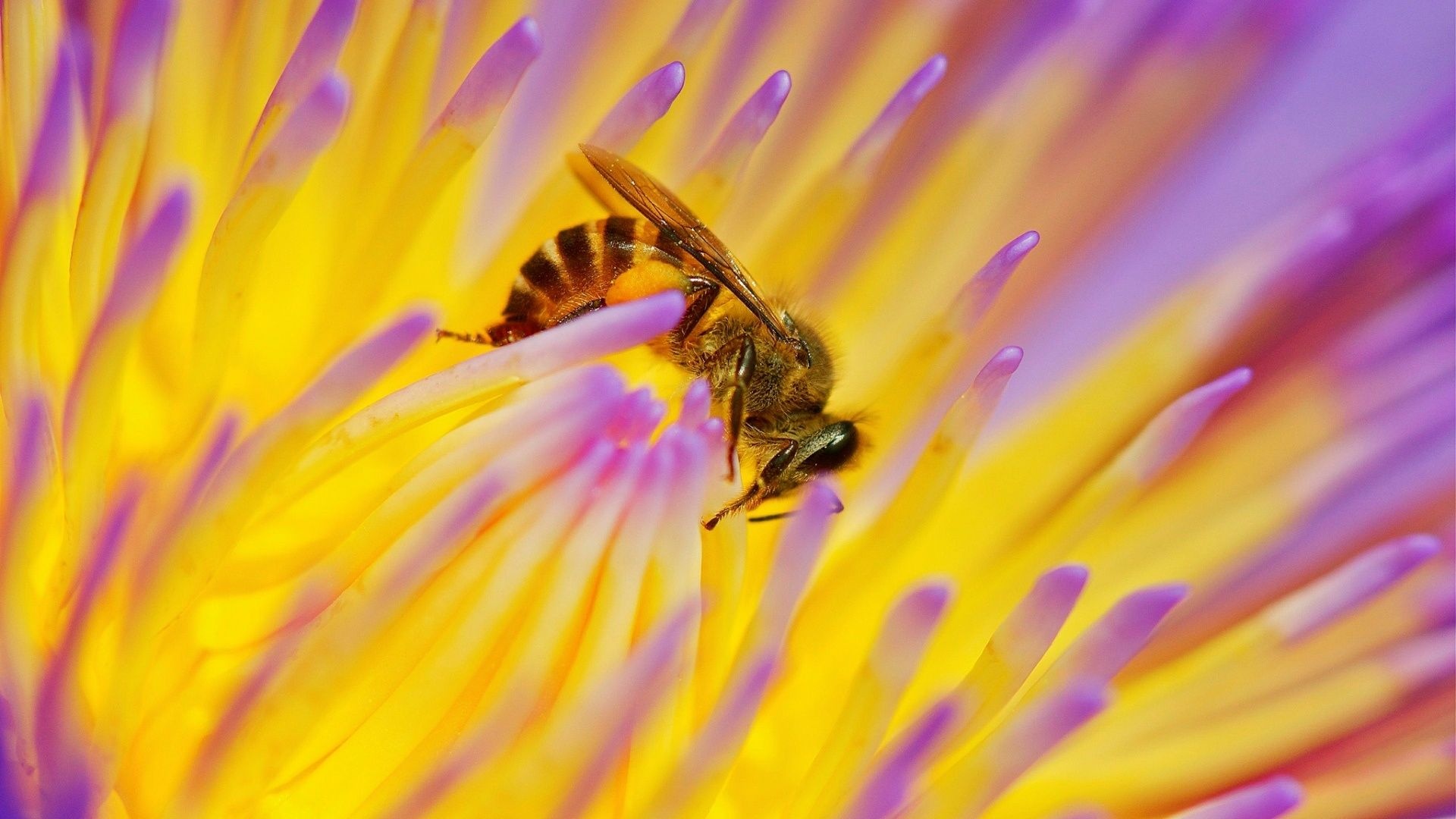 Bee, Bee and flower wallpapers, Nature's harmony, Insect delight, 1920x1080 Full HD Desktop