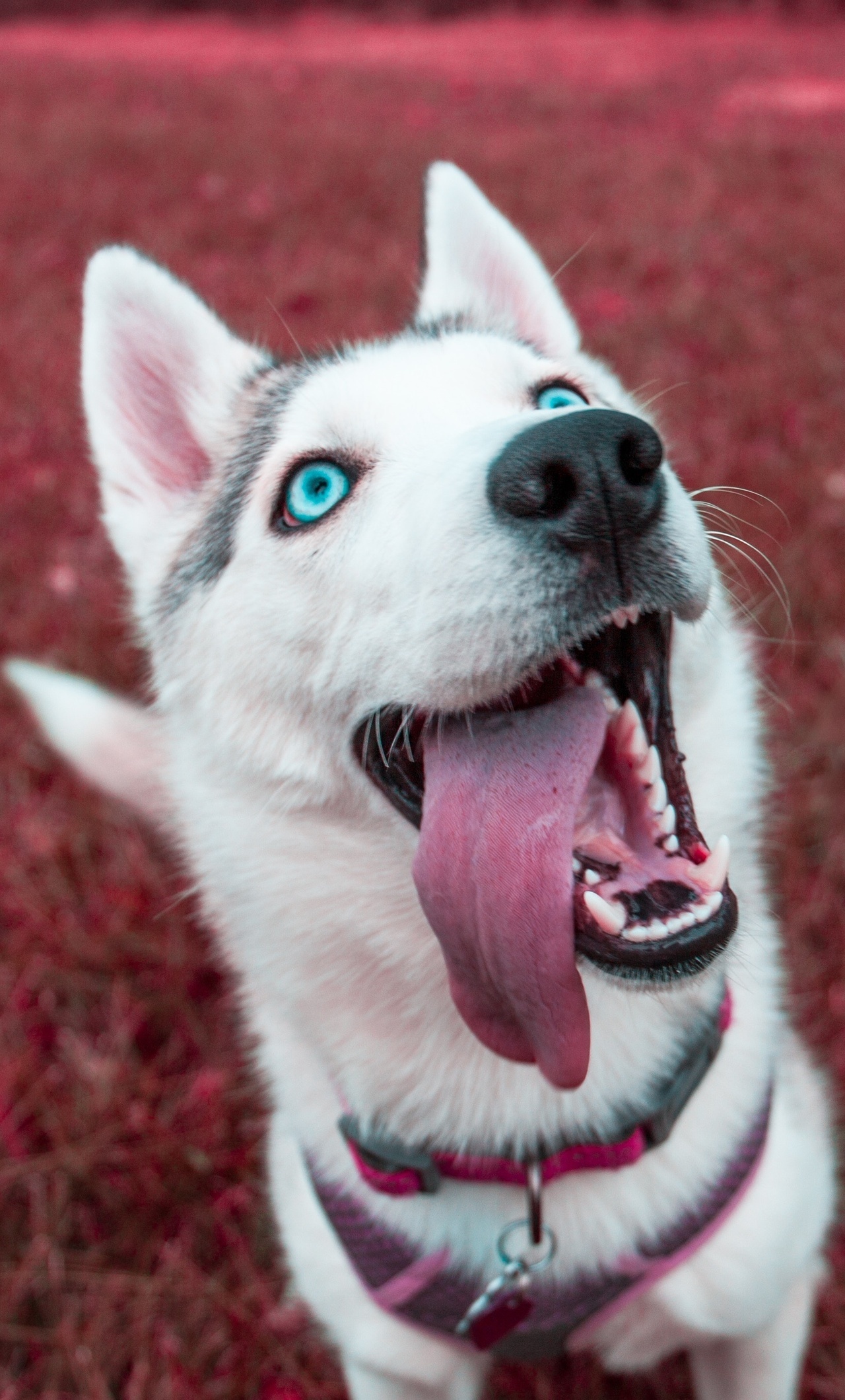 Siberian husky, Majestic creatures, Snowy landscapes, Expressive eyes, 1280x2120 HD Phone