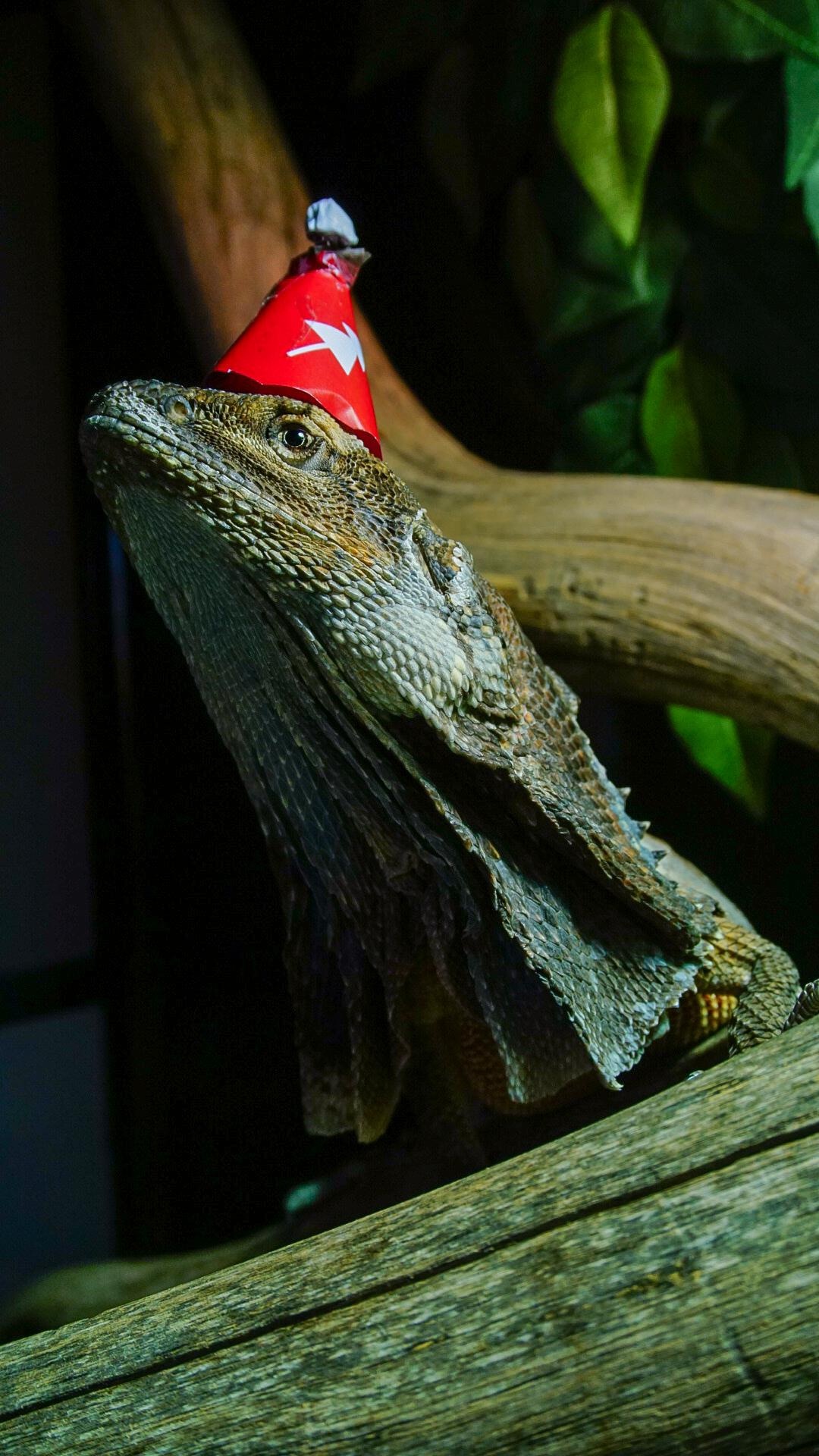 Christmas greetings from Phil, Australian frilled-neck lizard, Festive reptilian cheer, Merry celebrations, 1080x1920 Full HD Phone