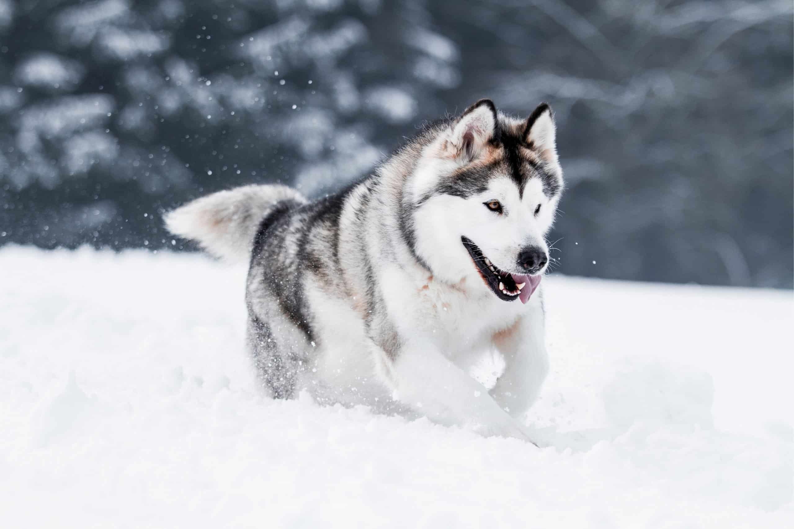 Alaskan Malamute pictures, Az animals, Alaskan Malamute, Animal pictures, 2560x1710 HD Desktop