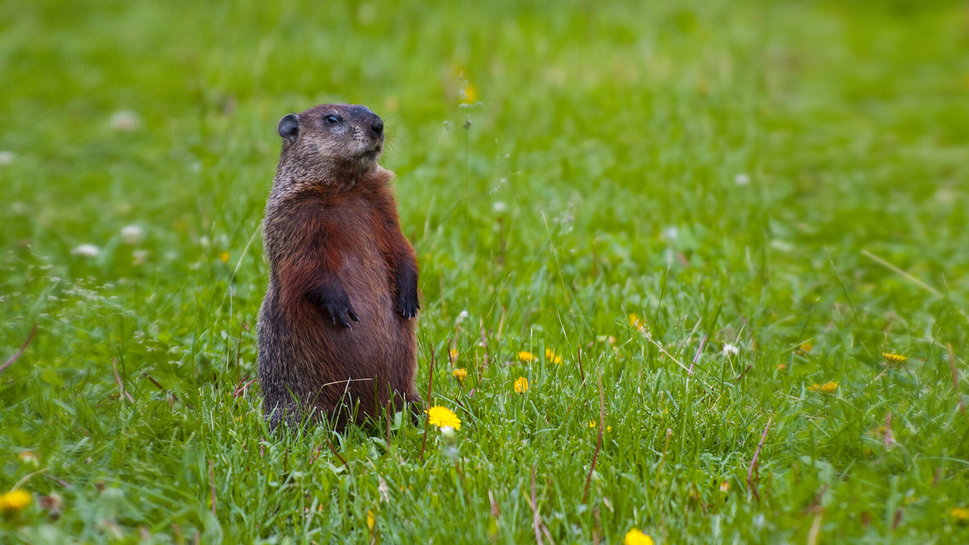 Adorable groundhog, HD wallpapers, Cute backgrounds, Groundhog appreciation, 1920x1080 Full HD Desktop