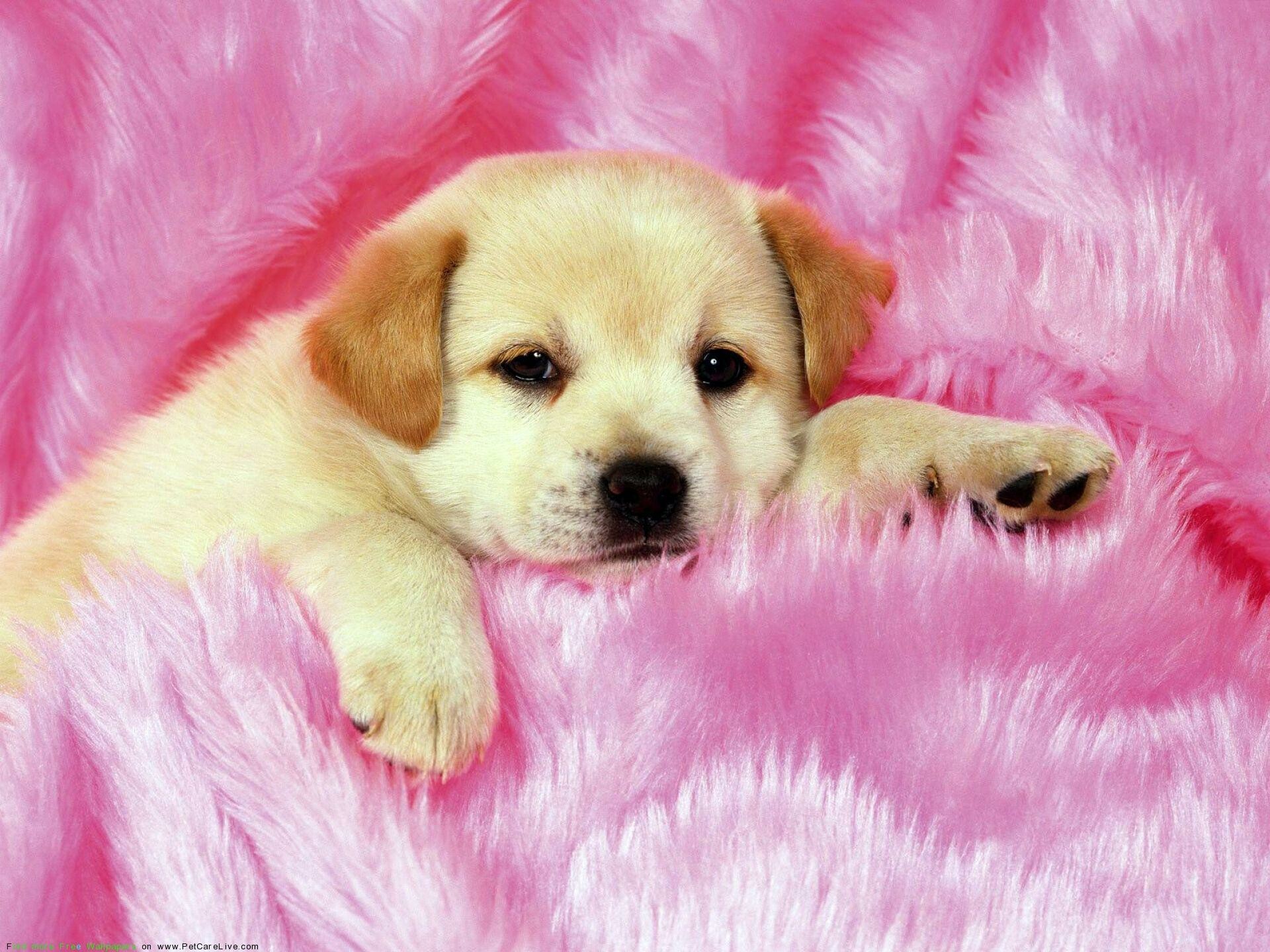 Dog, Puppy love, Adorable wallpapers, Irresistible cuteness, 1920x1440 HD Desktop