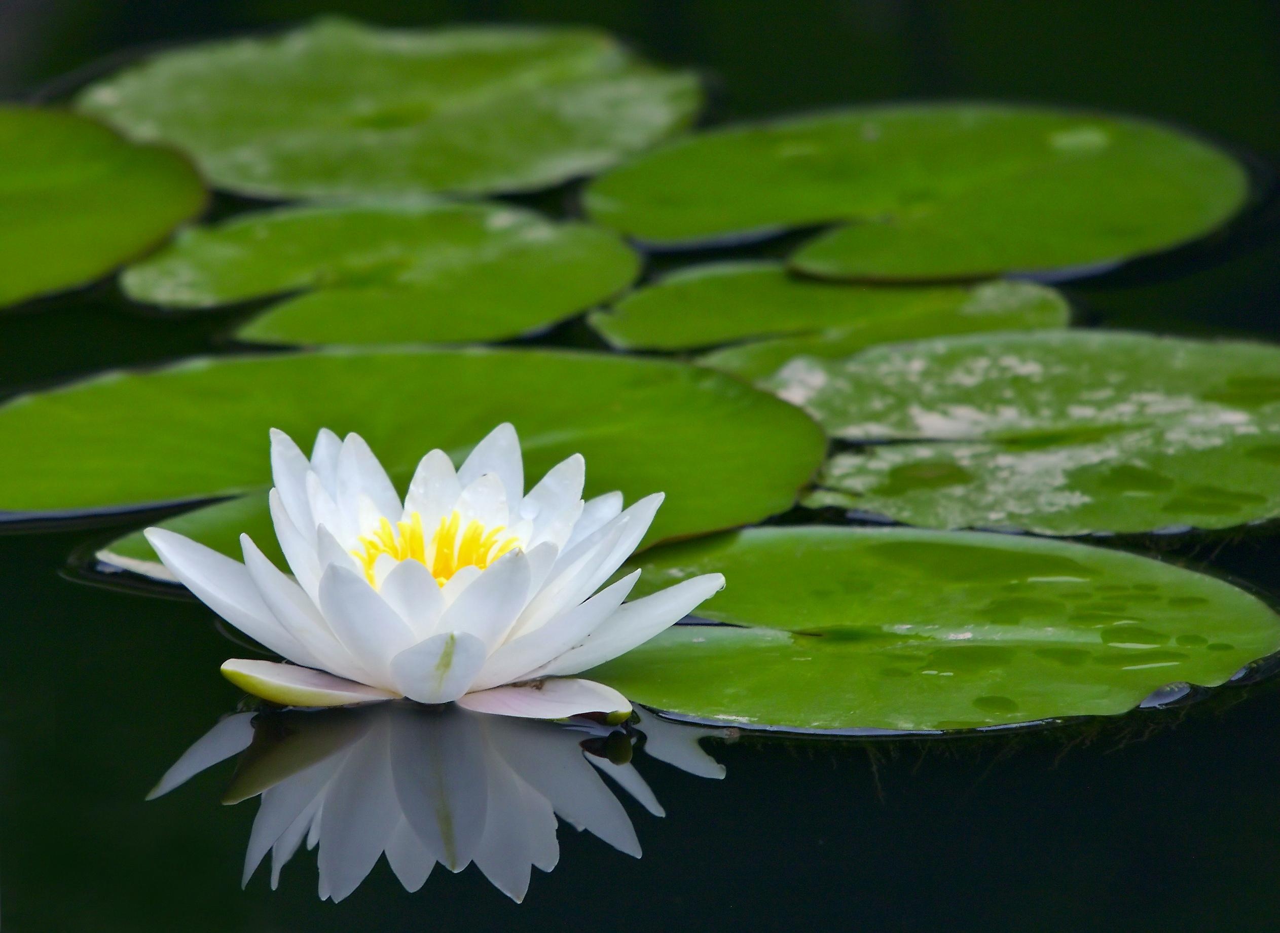 Nature, lily pad, desktop mobile, explore, 2530x1850 HD Desktop