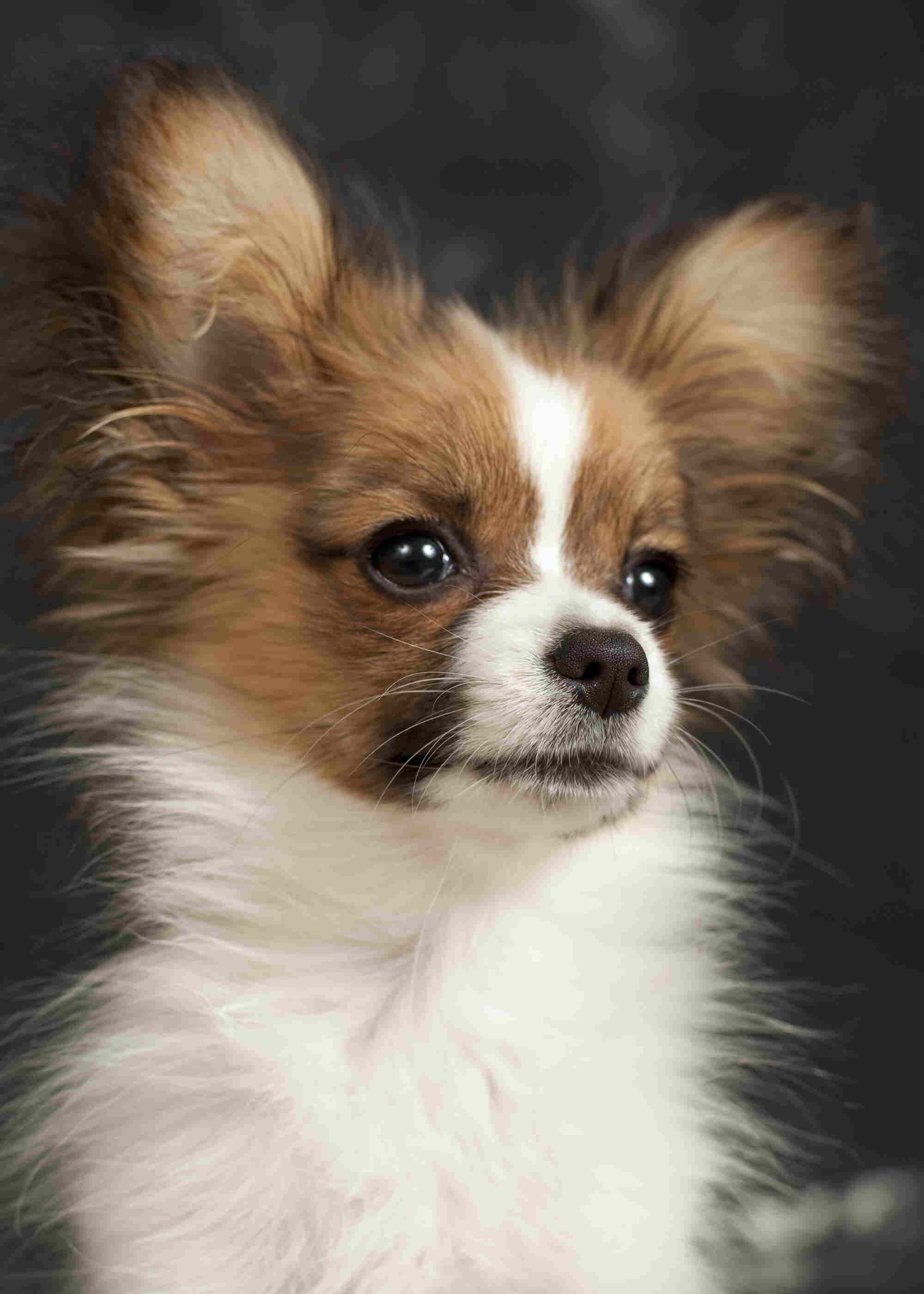 Papillon Dog, Cute puppy photos, 2000x2800 HD Phone