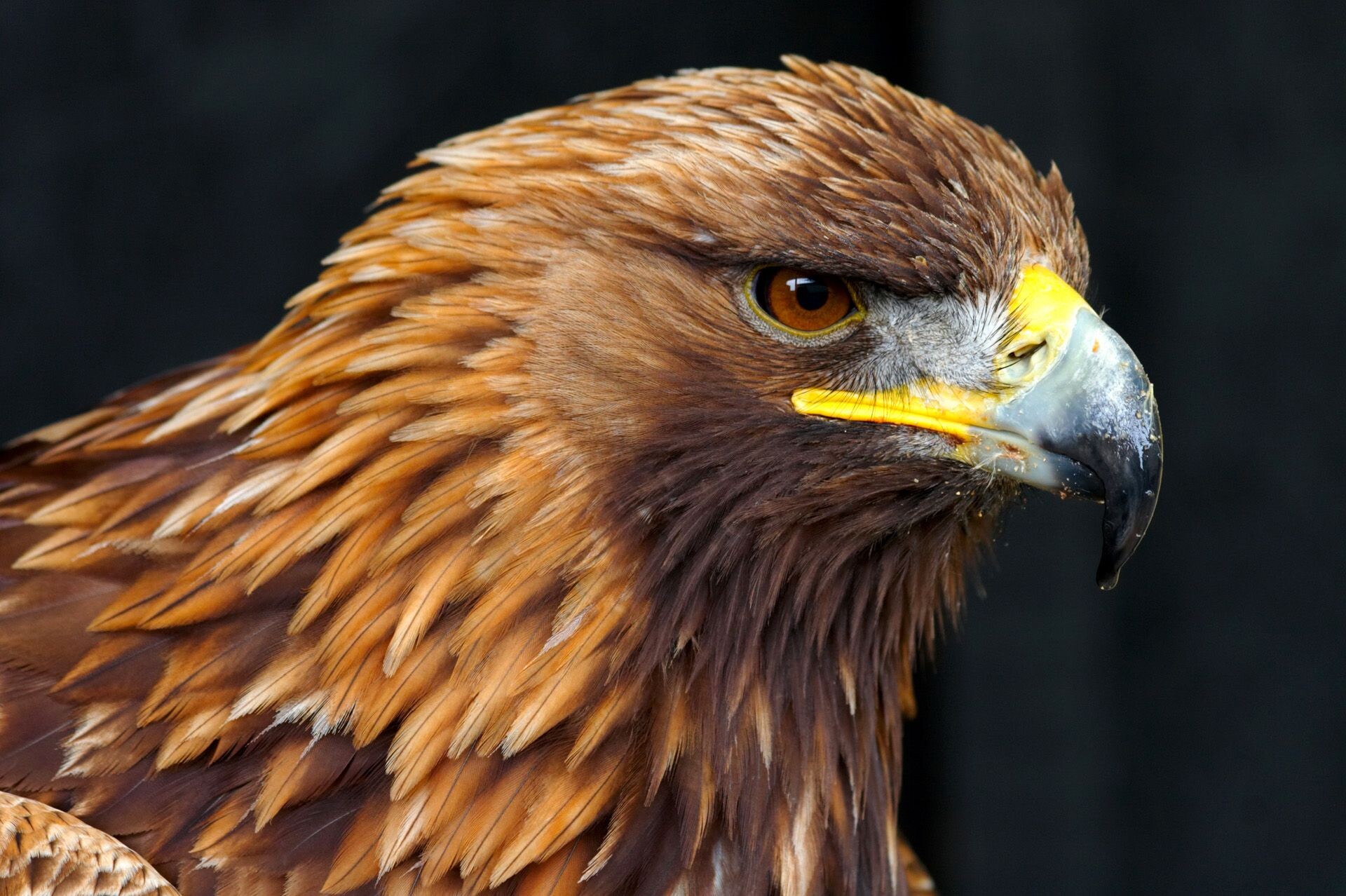 Mighty golden eagle, Birds of prey collection, Wildlife photography, Magnificent creatures, 1920x1280 HD Desktop