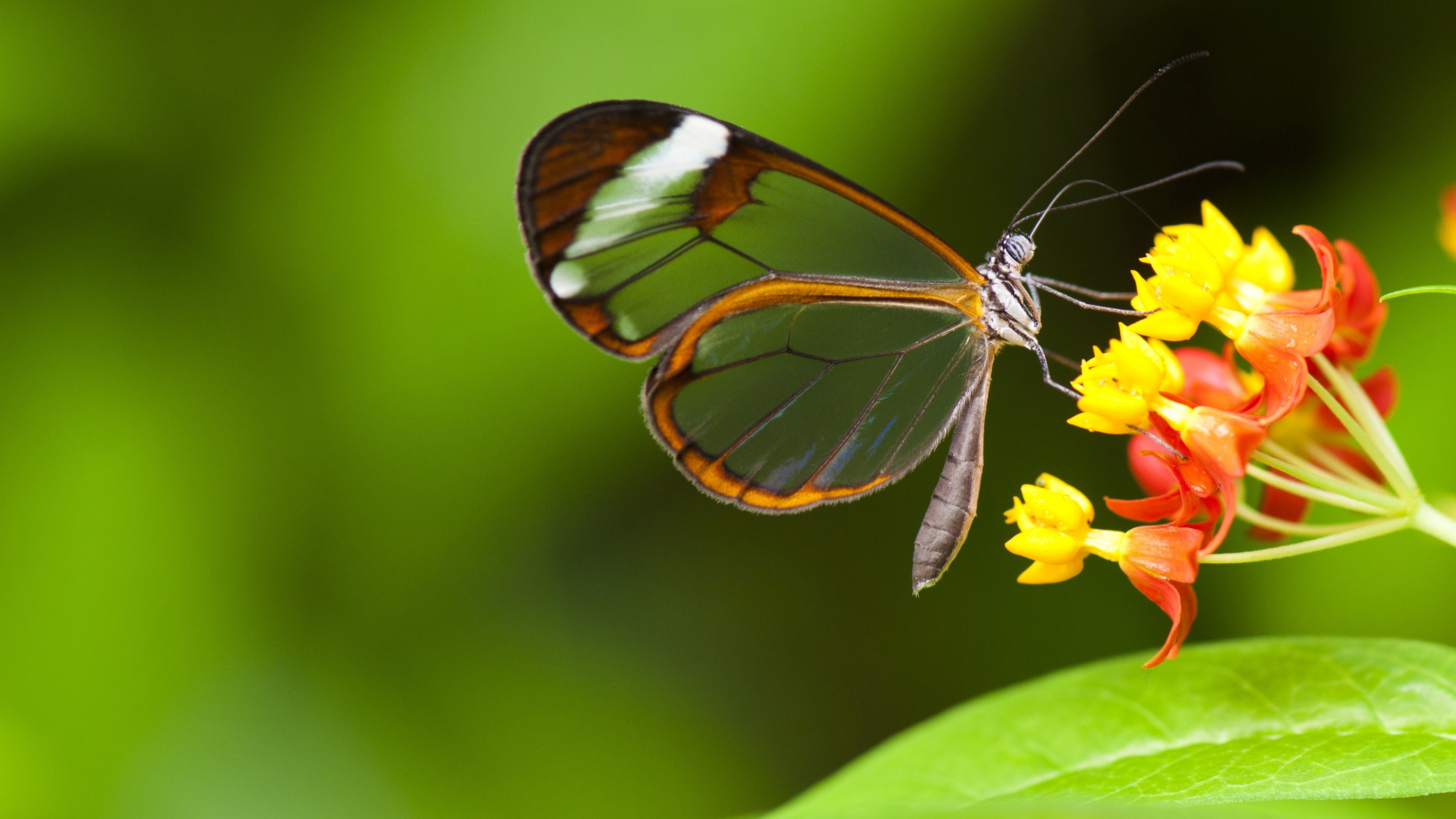 Butterfly 5k 4k wallpaper, Green glass, Nature garden, 3840x2160 4K Desktop