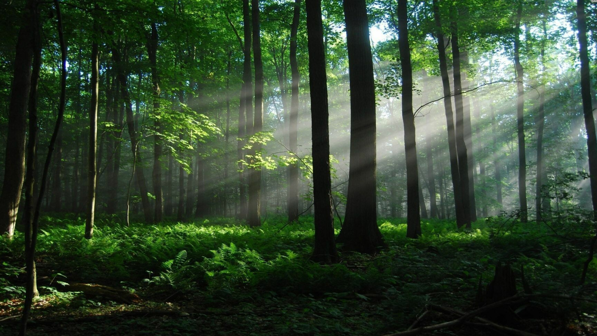 Quiet forest serenity, Cascading waterfalls, Oceanic wonders, Nature's symphony, 1920x1080 Full HD Desktop