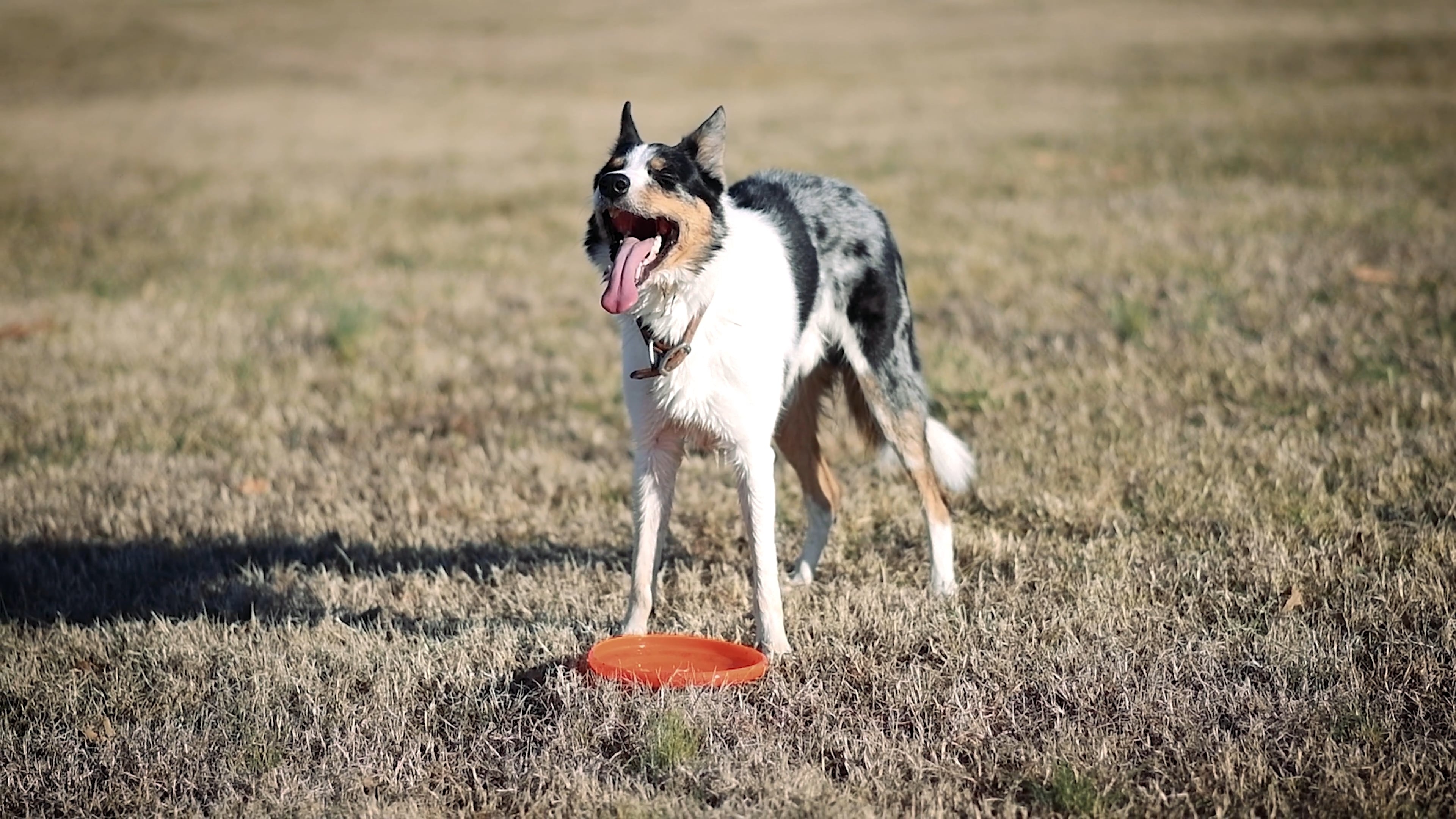 Dog and frisbee, Flying Disc Sports Wallpaper, 3840x2160 4K Desktop