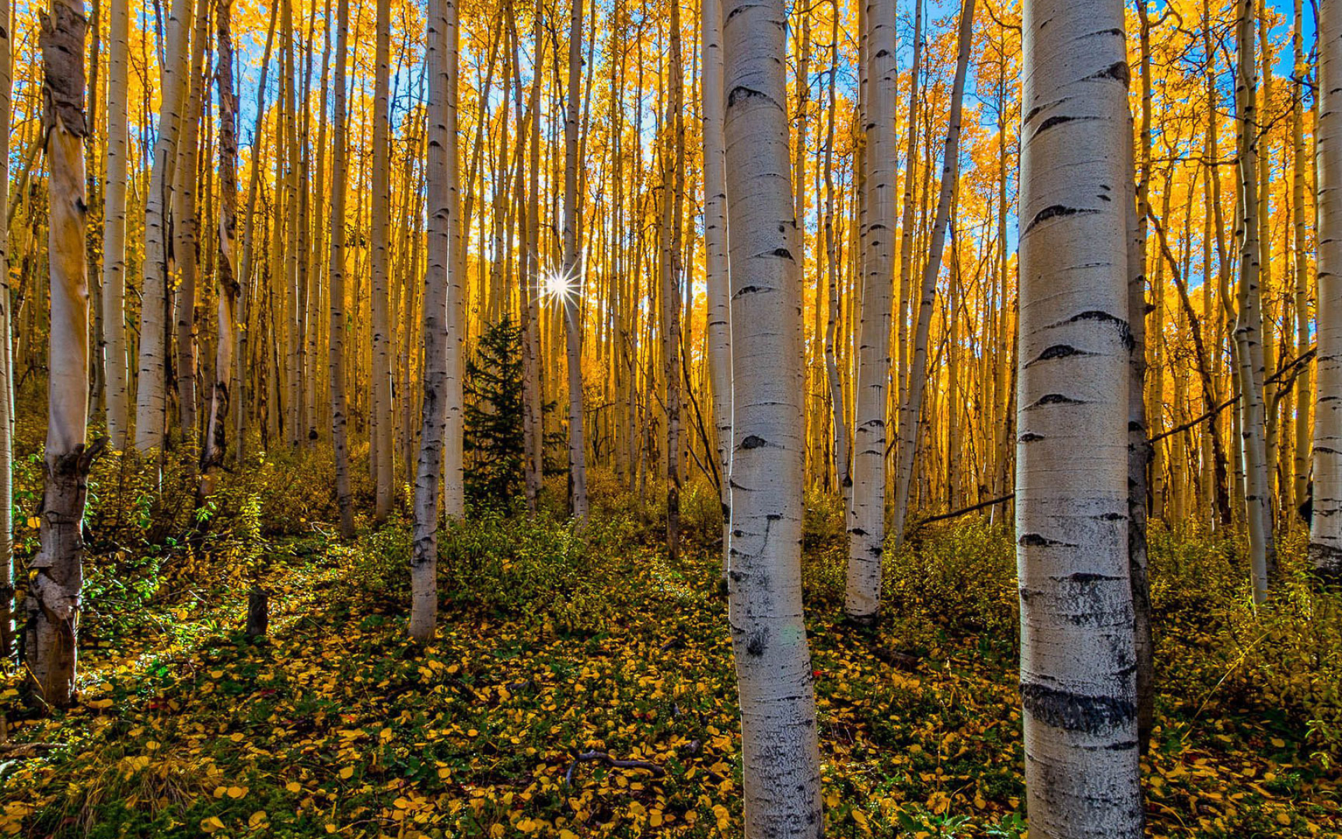 Birch Tree, Nature, Desktop, Wallpaper, 1920x1200 HD Desktop