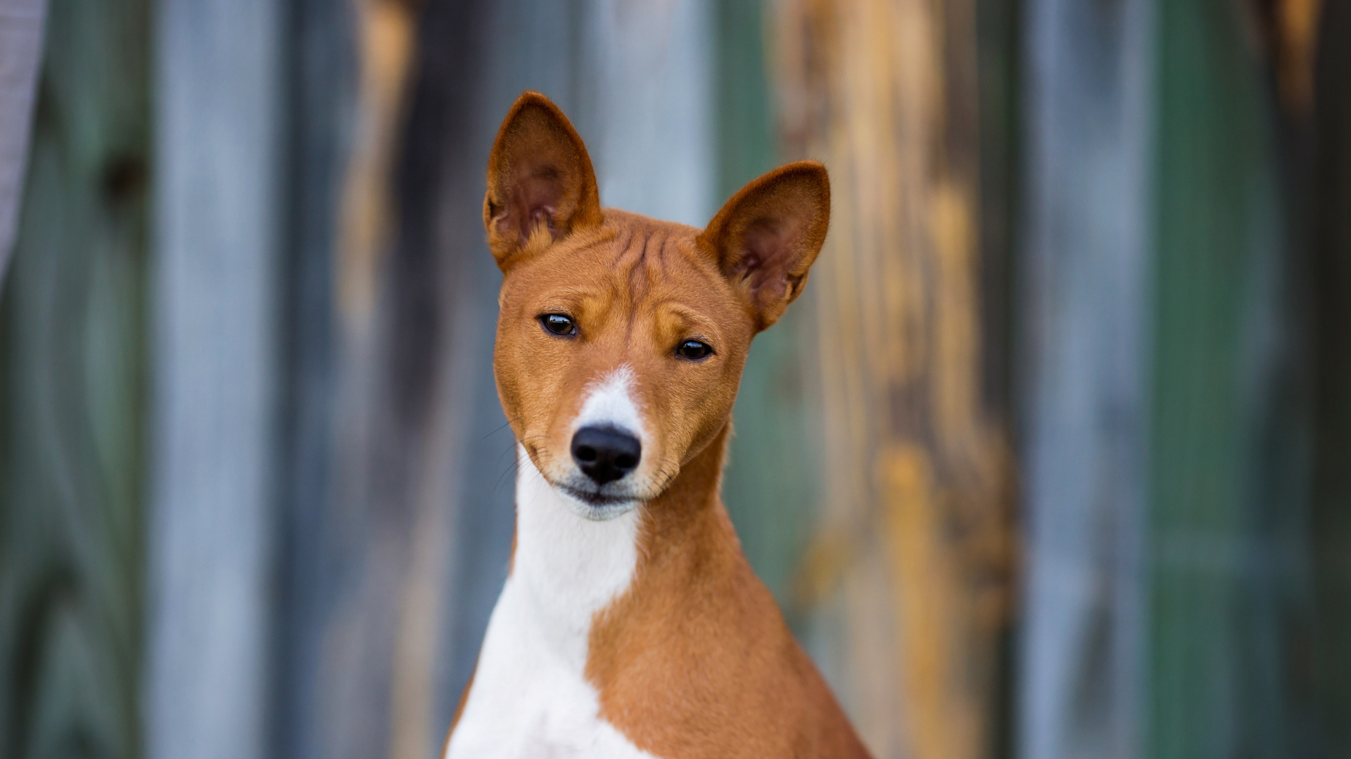 Basenji Dog, Small apartments, Huge sale, 79% off discount, 1920x1080 Full HD Desktop