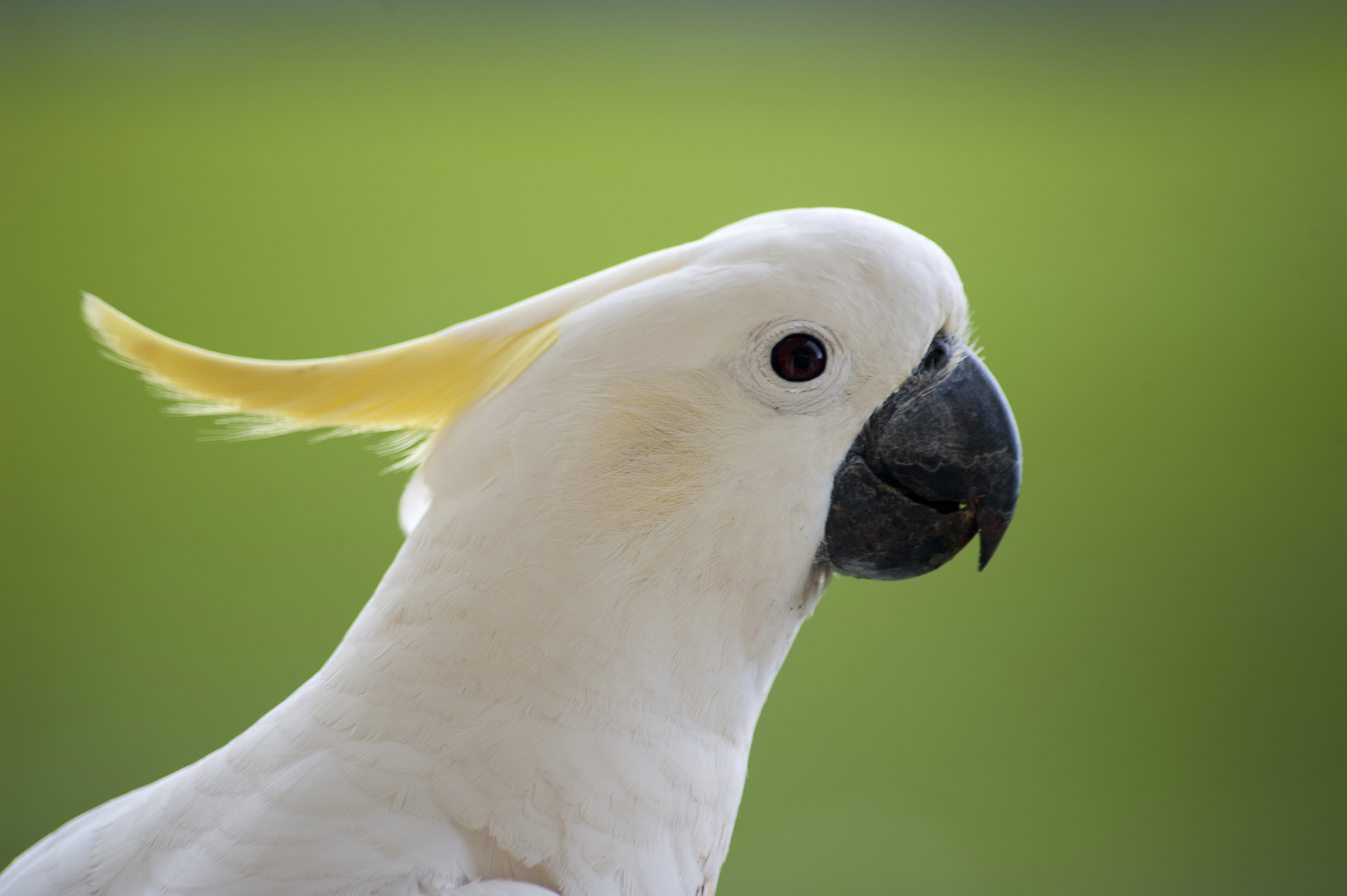 Cockatoo, Animals, Posted by Ethan, 3000x2000 HD Desktop