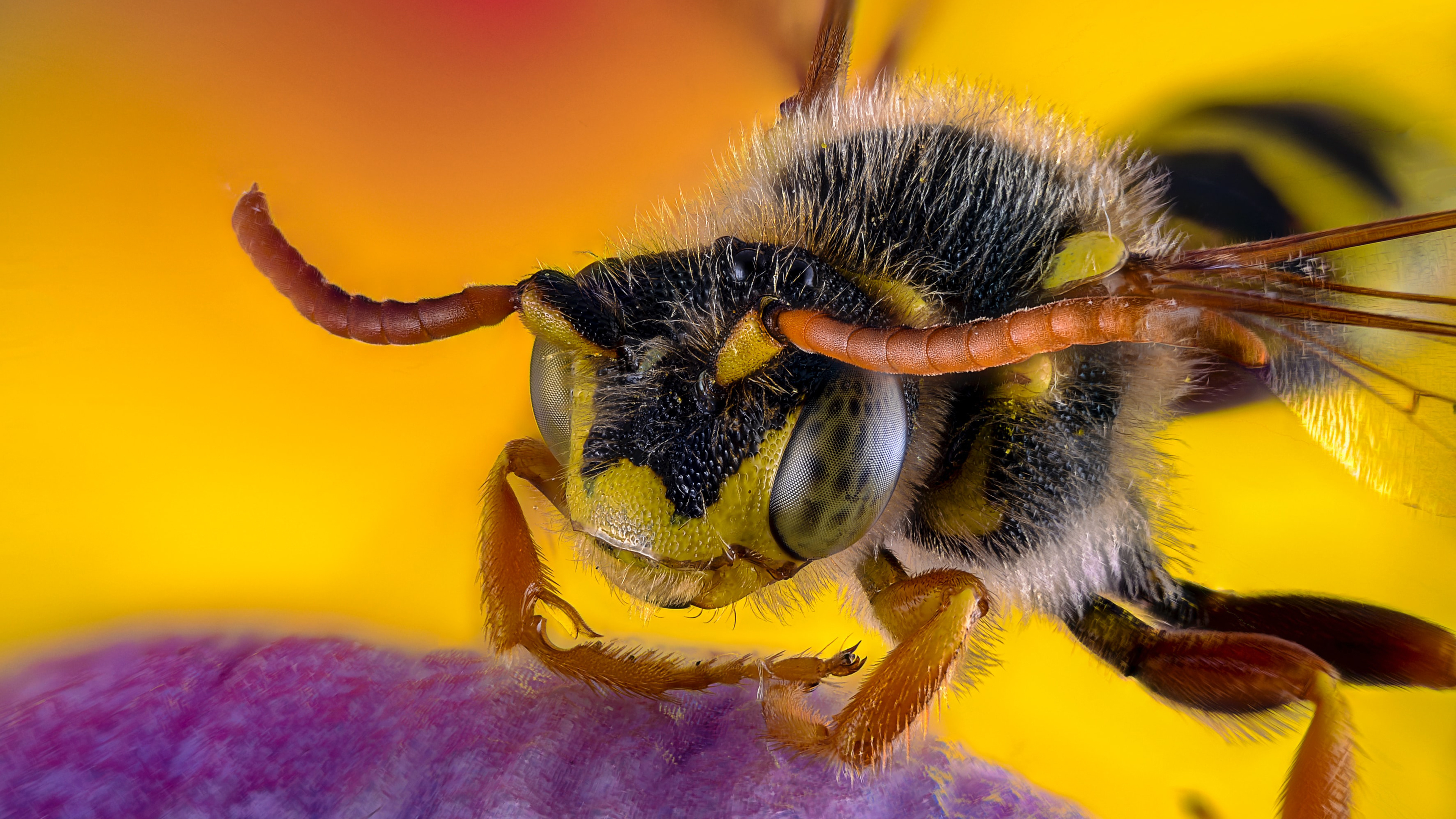 Macro insect wallpaper, Bee's close-up, Nature's marvel, Detailed resolution, 3840x2160 4K Desktop