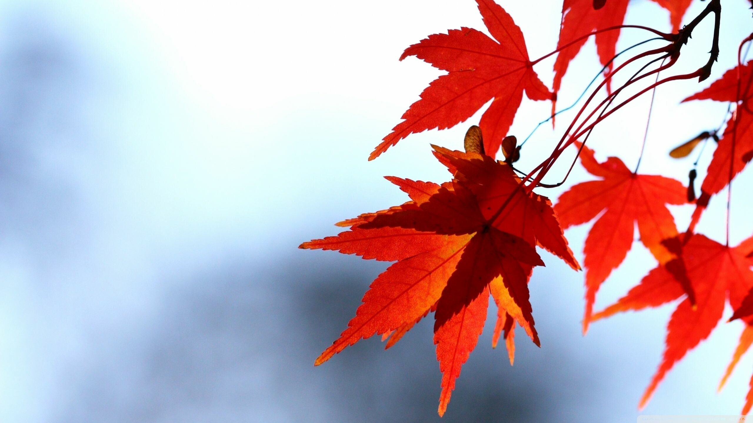 Red leaves HD wallpapers, On, 2560x1440 HD Desktop