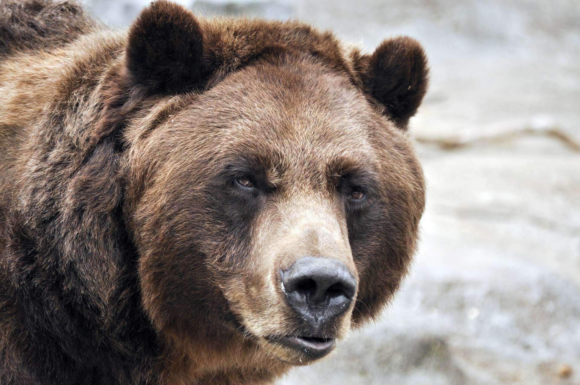 Grizzly Bear, Bear conservation, Grizzly bear protection, Yukon wilderness, 1920x1280 HD Desktop