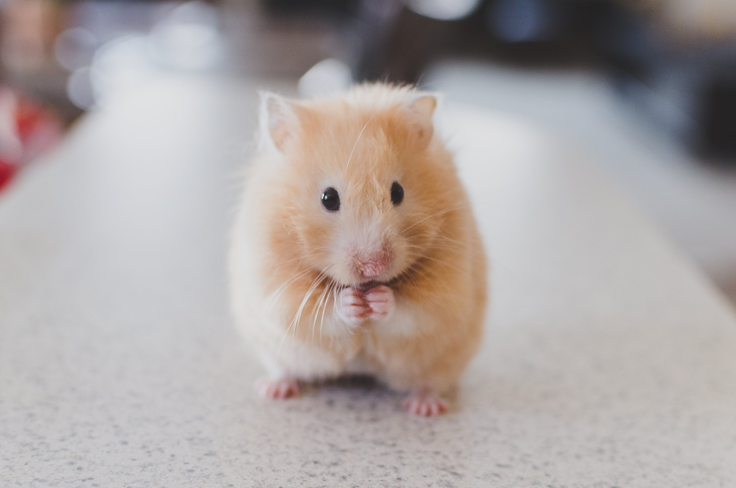 Online purchase, Desertcart, Guernsey, Hamster animal, 2560x1700 HD Desktop