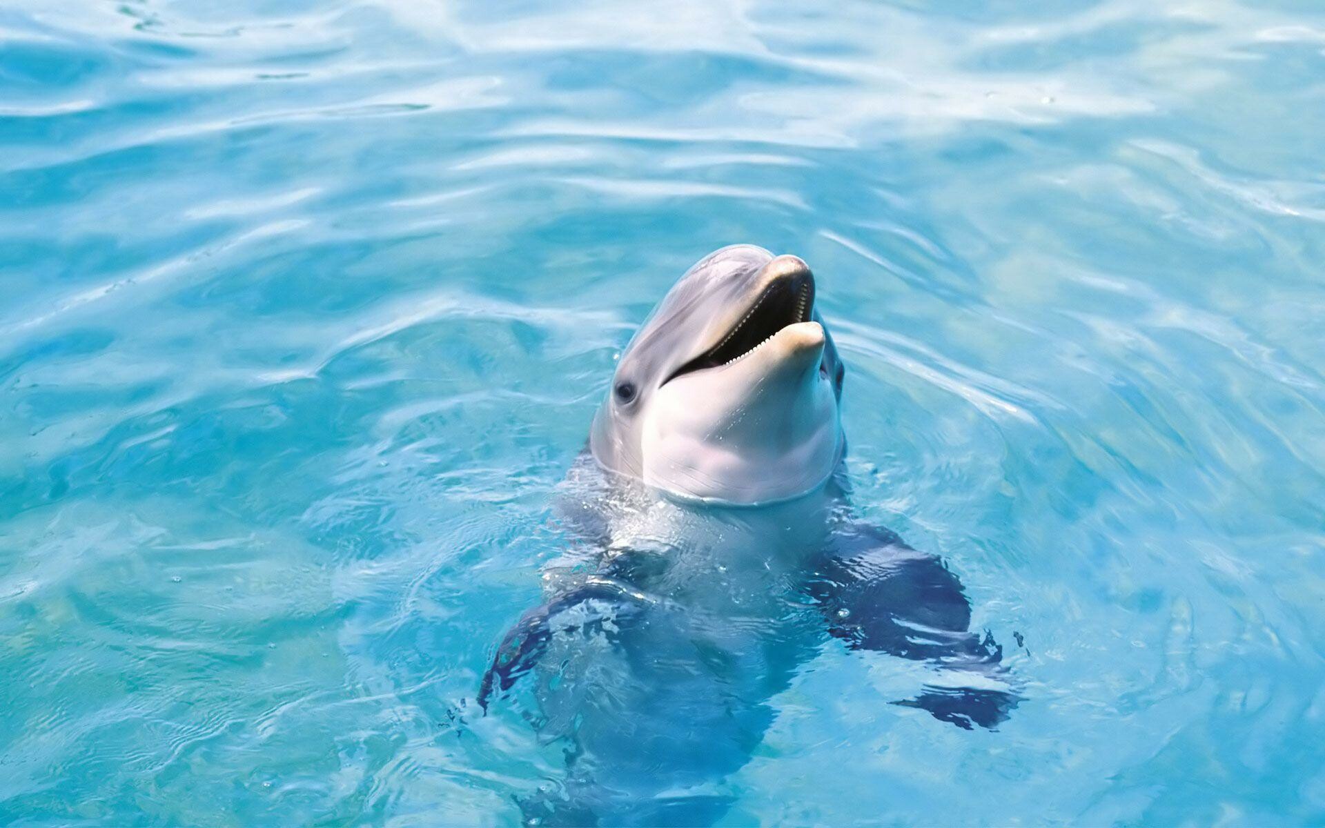 Dolphin, Majestic creatures, Marine life, Ocean environment, 1920x1200 HD Desktop