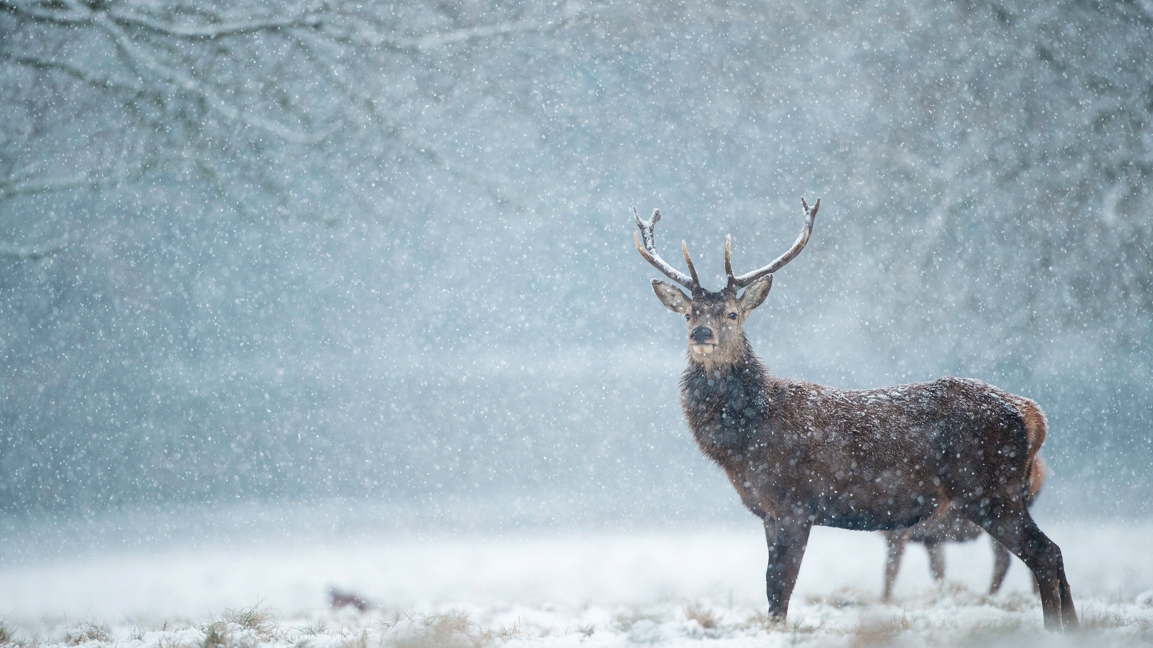 Snowfall