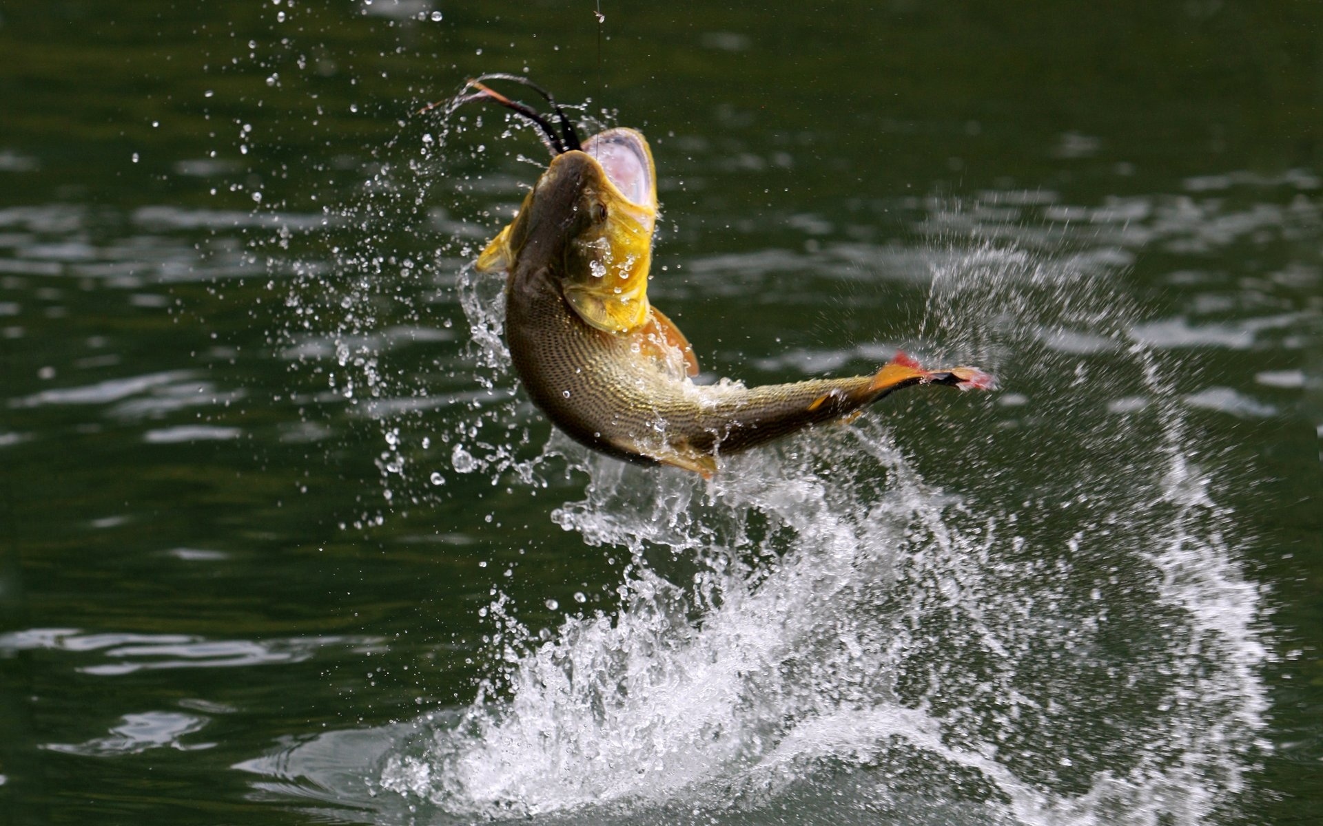 Fishing Wallpaper, HD, 1920x1200 HD Desktop