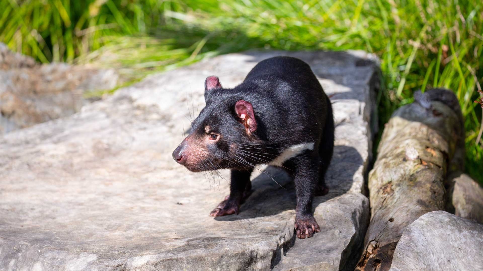 Endangered marsupial species, Australian wildlife, Auckland Zoo exhibit, Tasmanian Devil, 1920x1080 Full HD Desktop