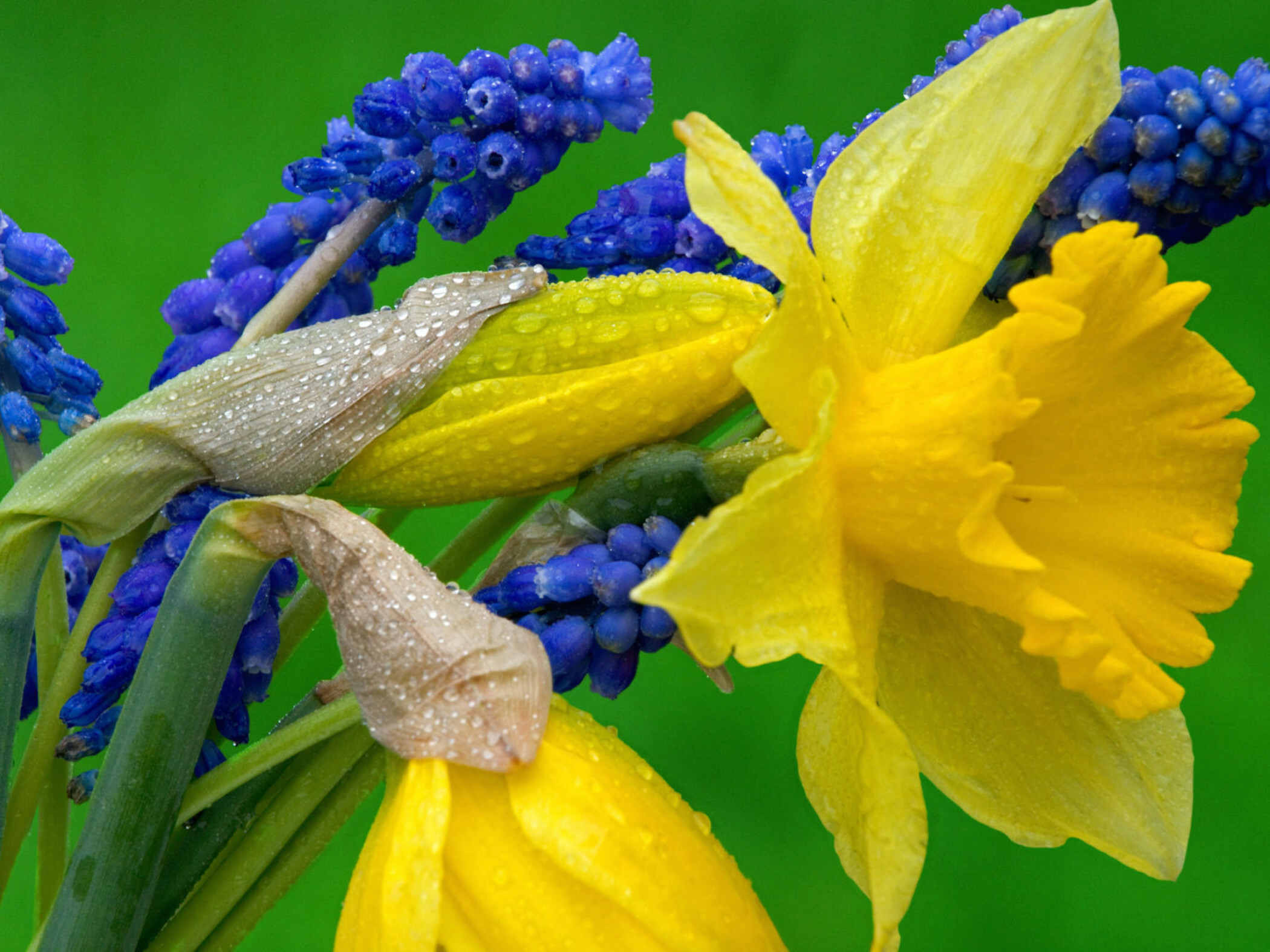 Grape Hyacinths, Daffodils Wallpaper, 2100x1580 HD Desktop