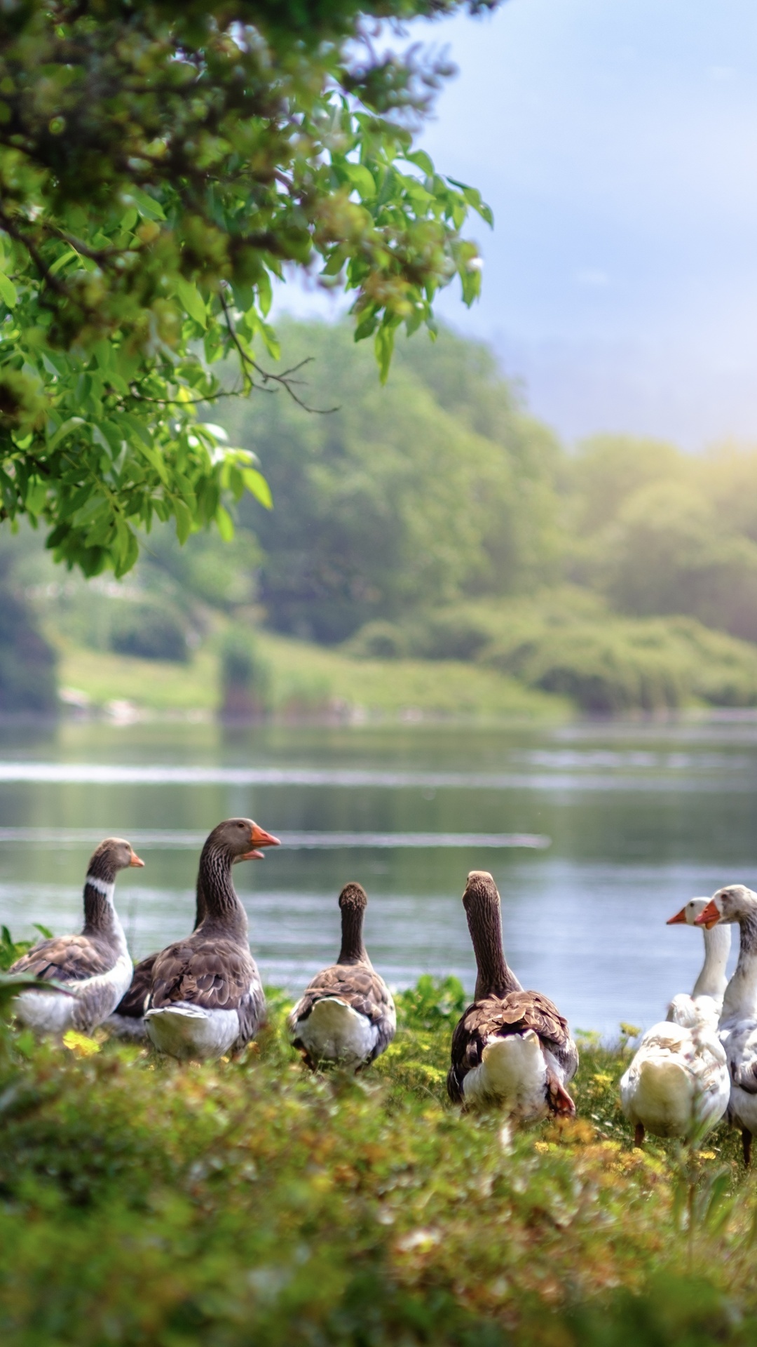 Wild geese, iPhone wallpapers, High-definition visuals, Stunning photography, 1080x1920 Full HD Phone