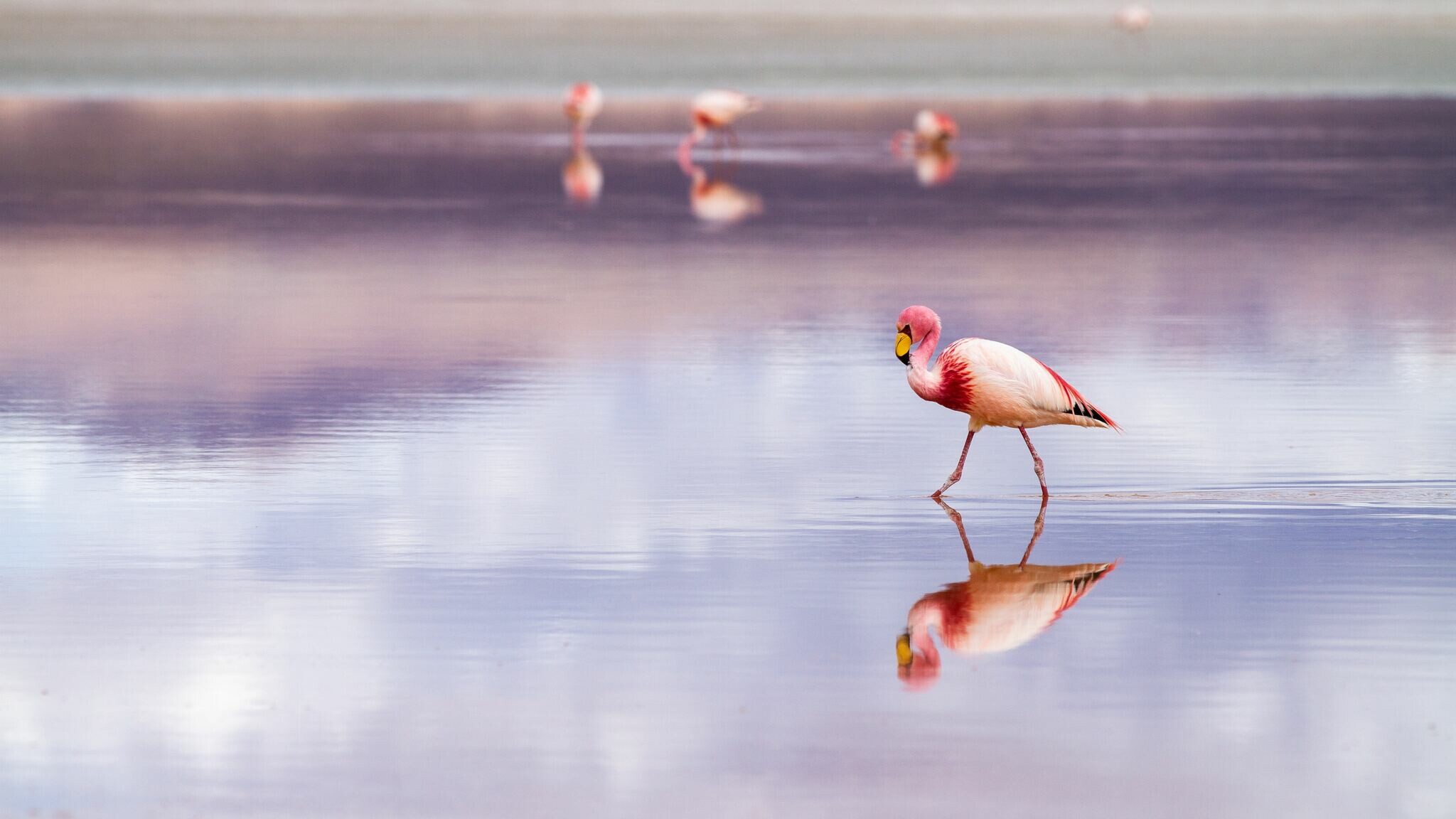 Flamingo elegance, Colorful plumage, Natural habitat, Exquisite beauty, 2050x1160 HD Desktop