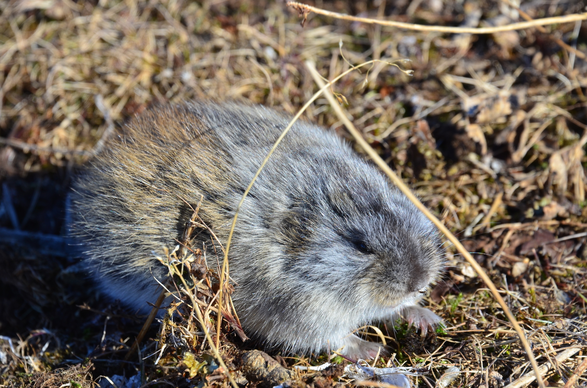 Lemming, Wrangel Island, Portenkoi lemming, Inaturalist sighting, 2050x1360 HD Desktop