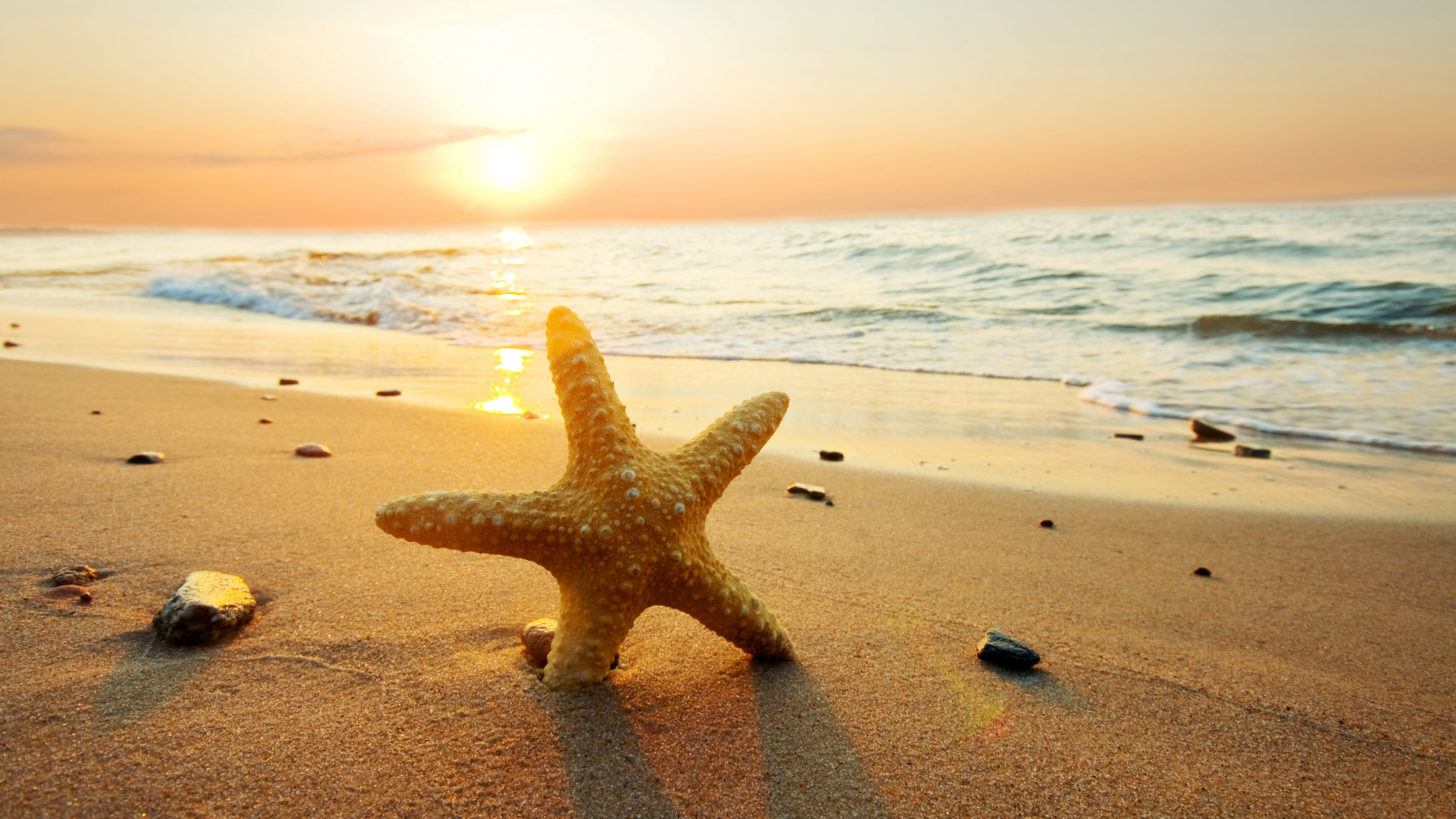 Sunlit sea star, Beach sunlight beauty, 4k wallpaper mesmerizing, Tranquil coastal scene, 3840x2160 4K Desktop